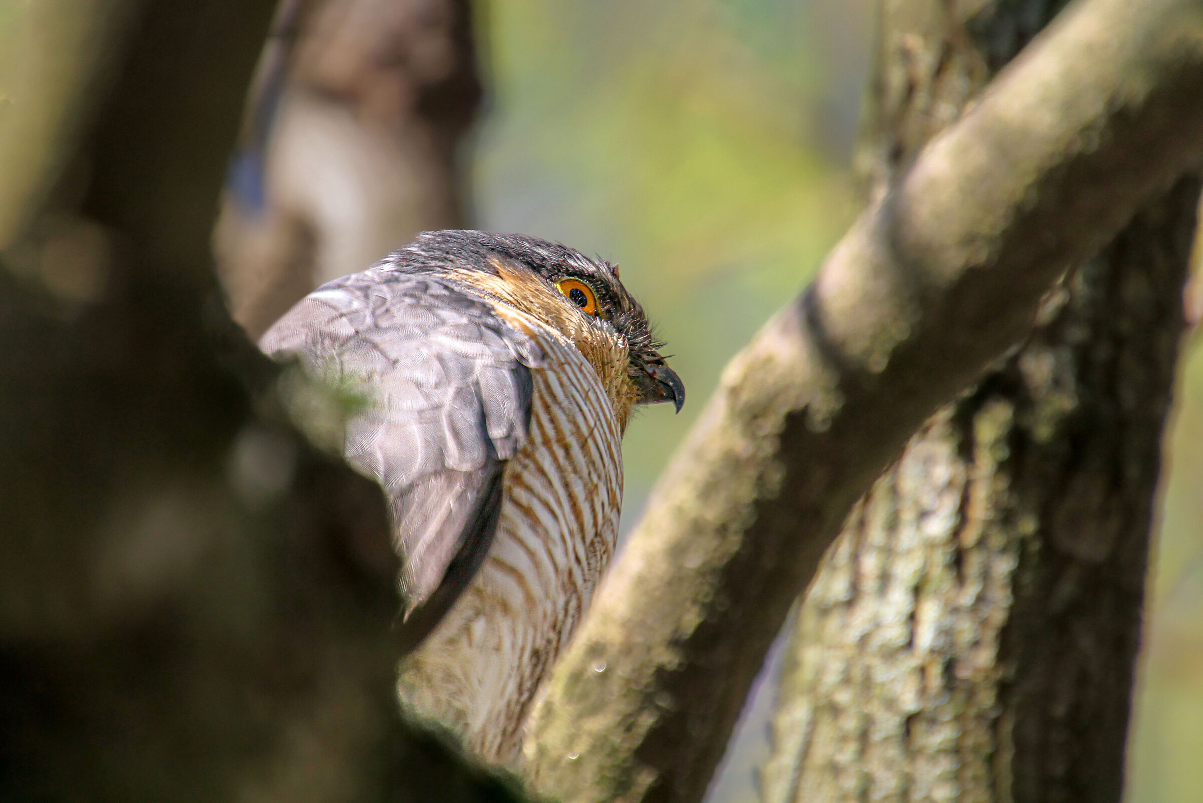 Falcon3