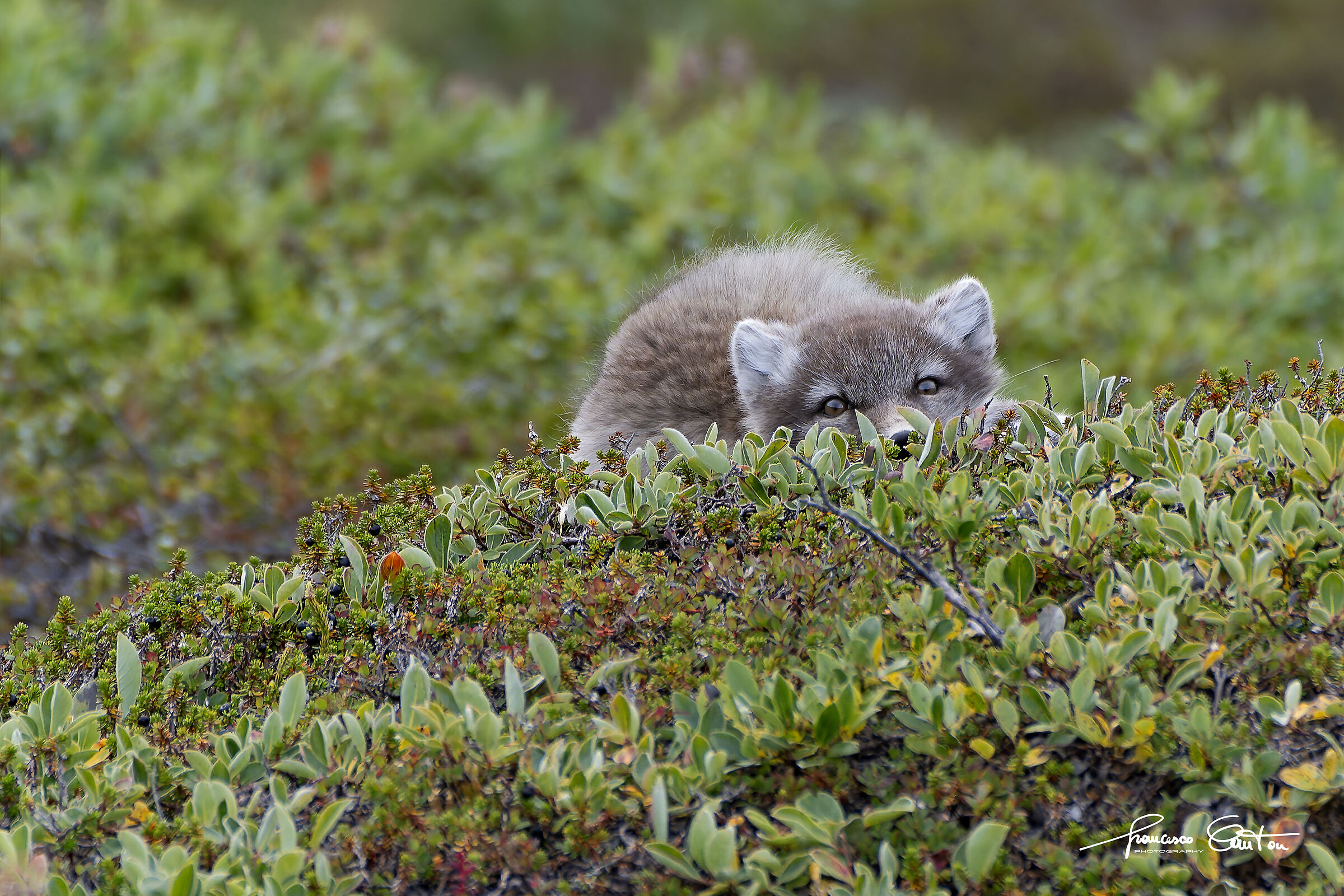 Cub arctic fox