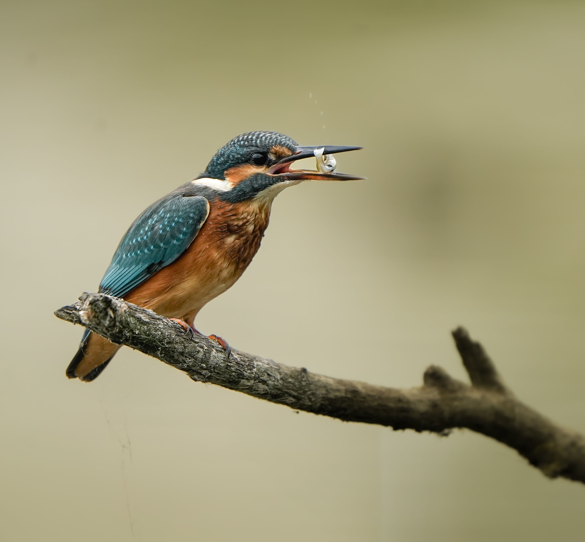 Martino con pesciolino