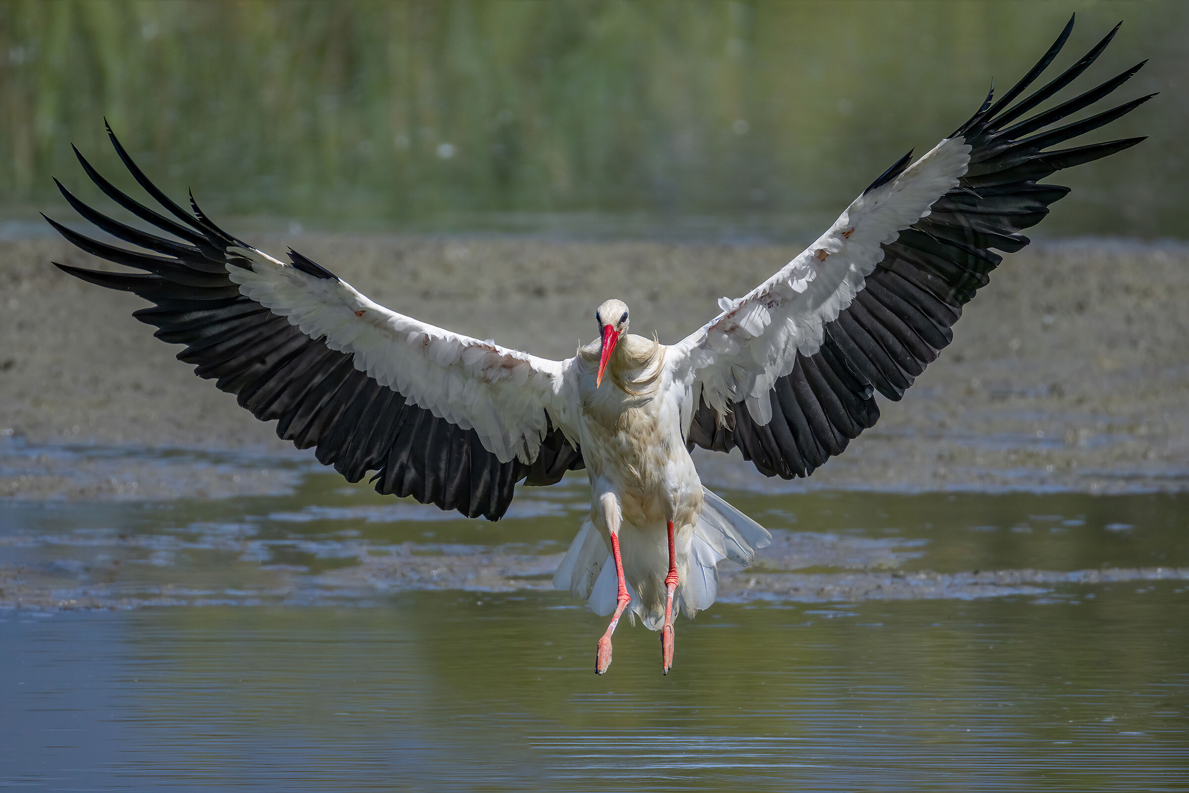 White stork