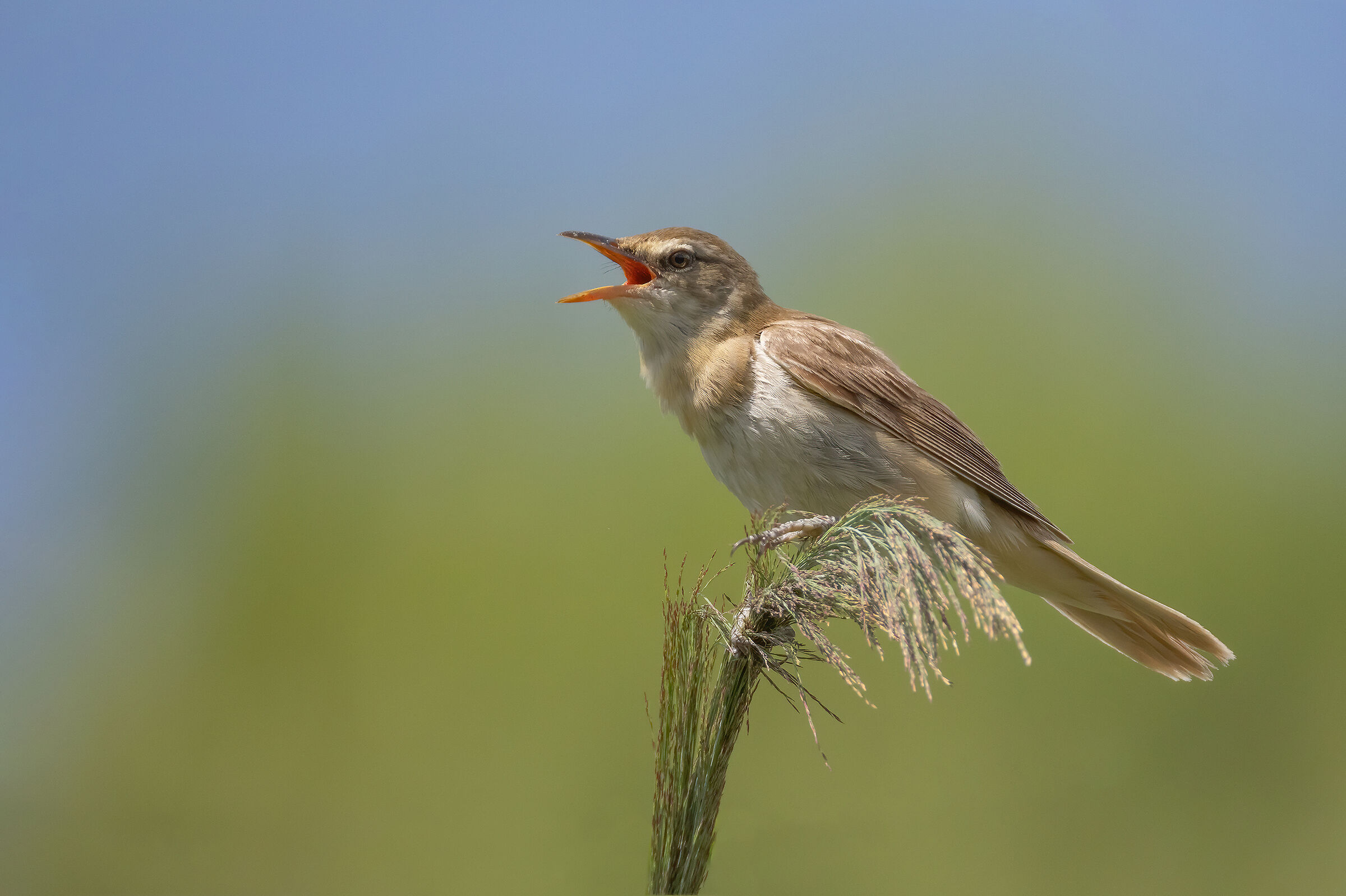 Great reed warbler
