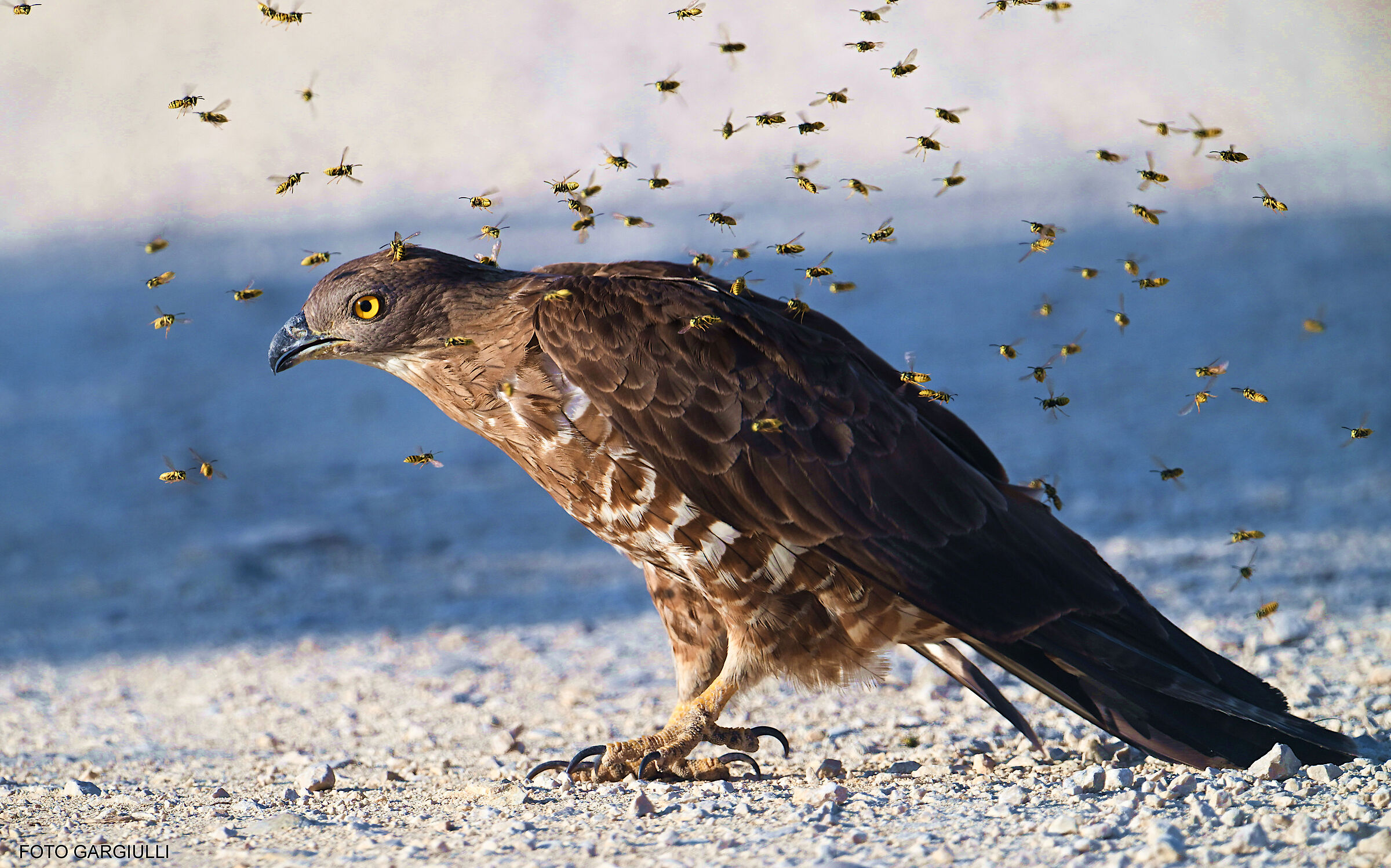 Honey buzzard attacked by swarm of wasps
