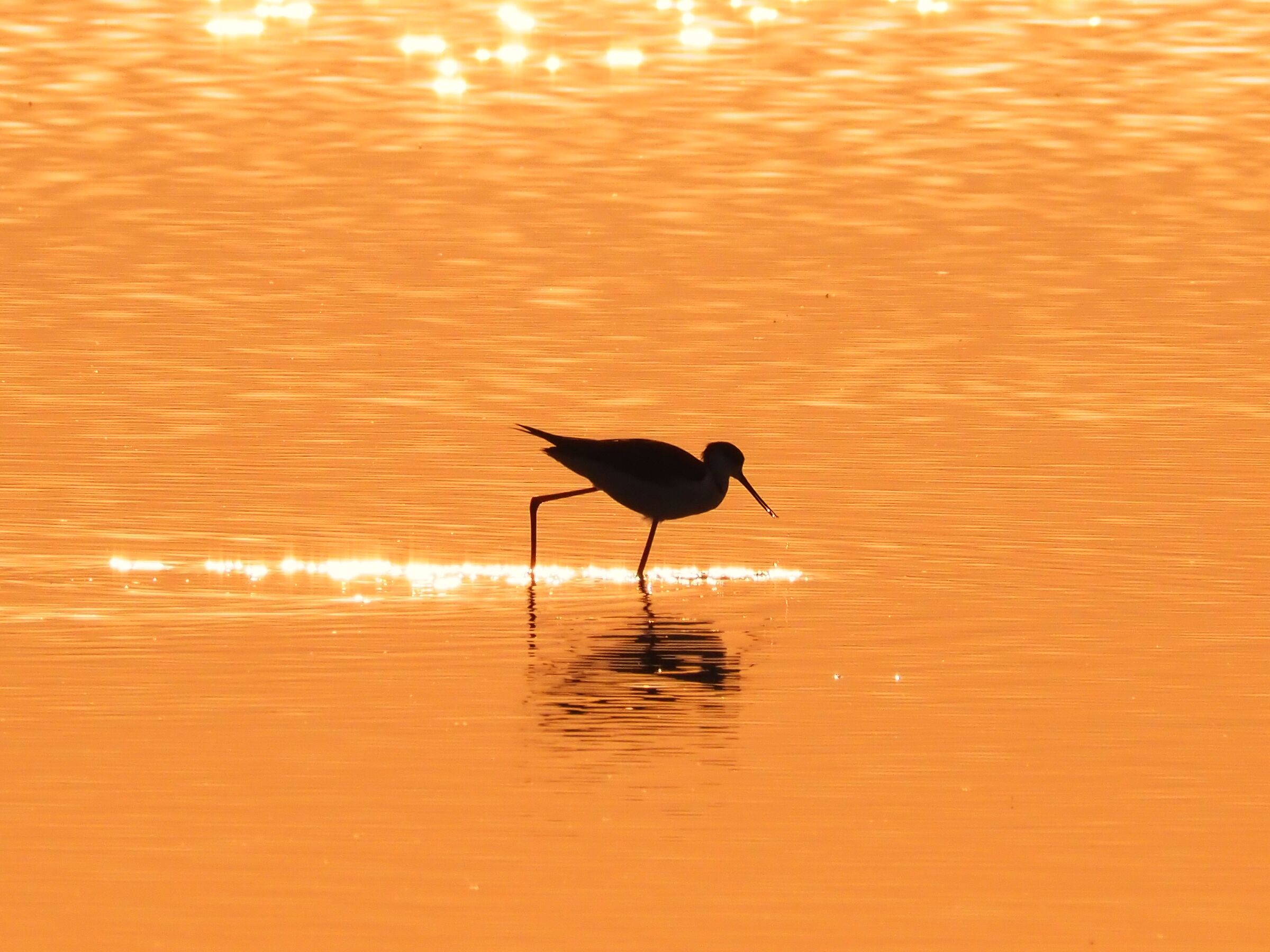 Cavaliere al tramonto