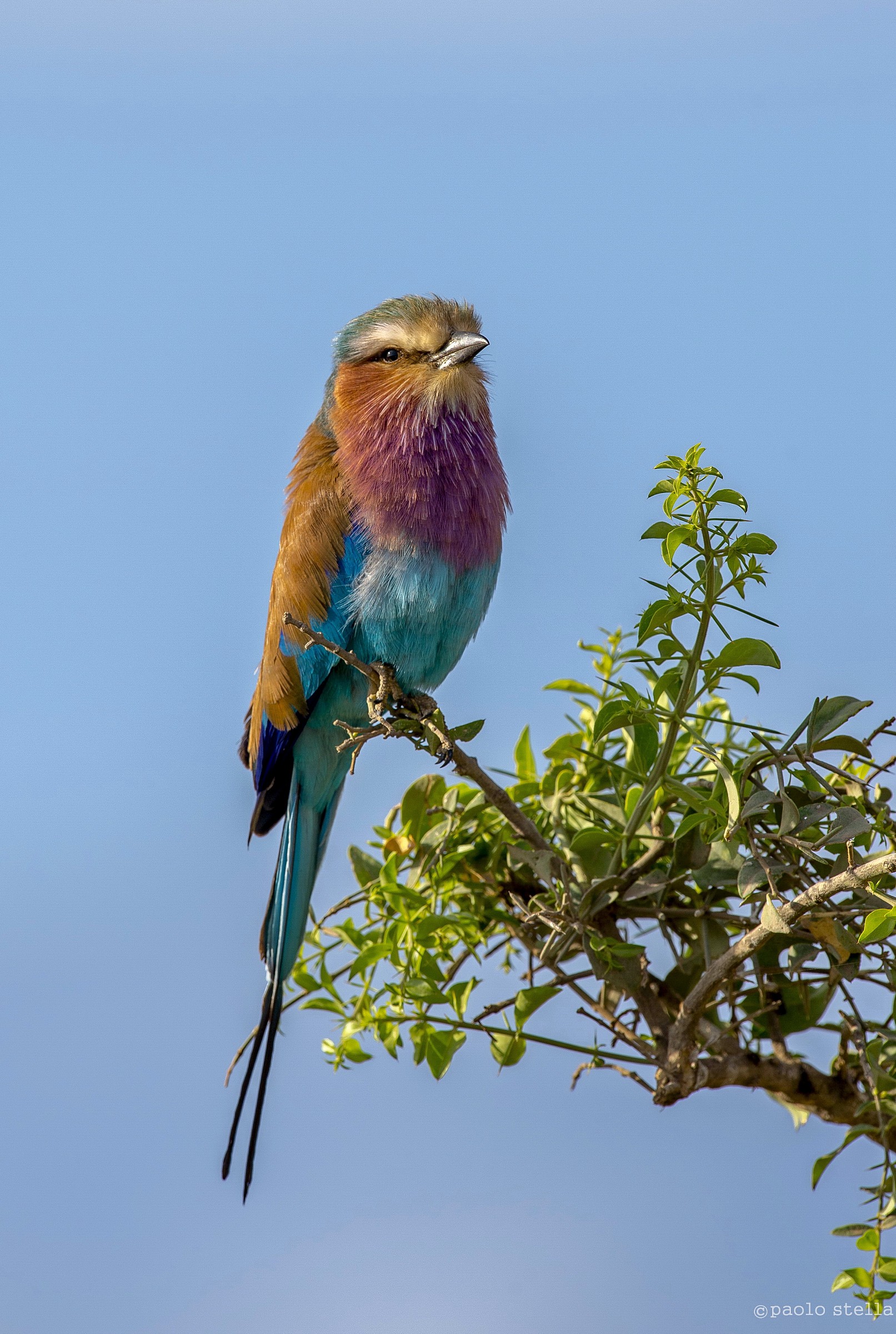 Lilac-Breasted Roller=Ghiandaia marina=Coracias caudata