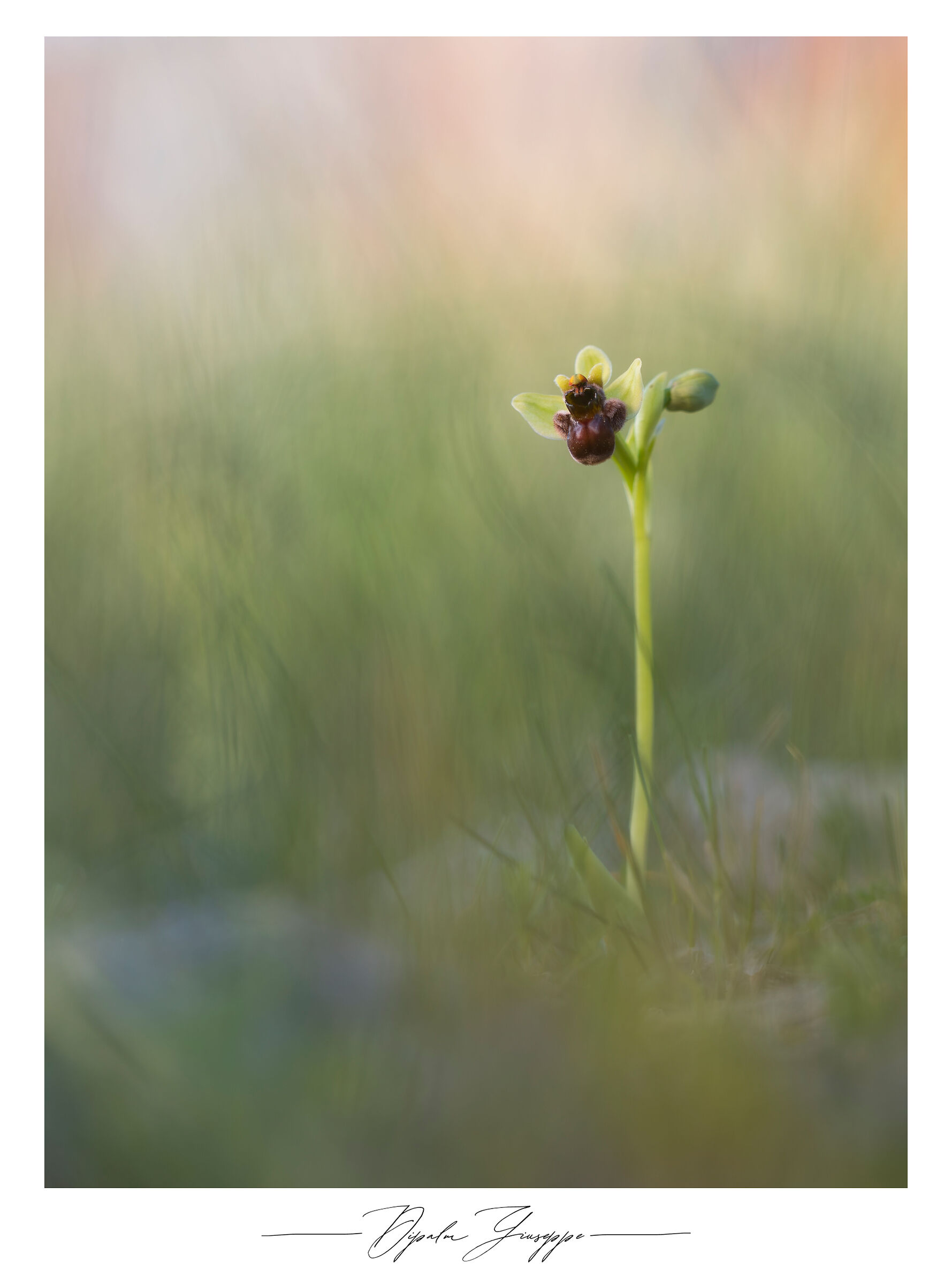 Ophrys bombyliflora 3
