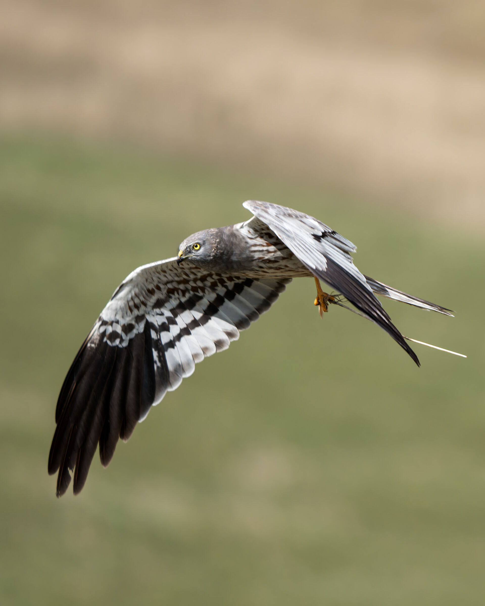 Albanella minore (m)