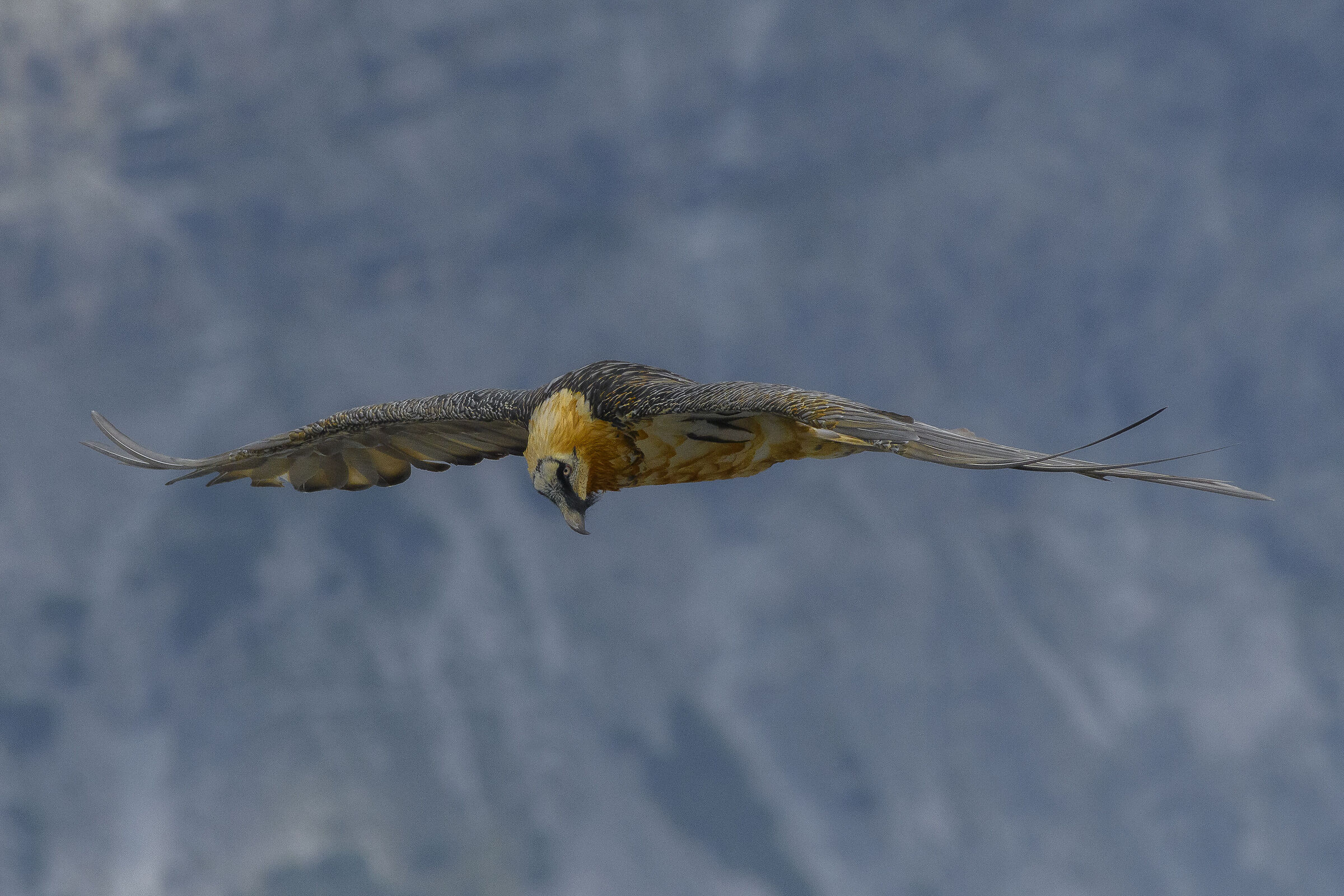 The Stelvio Guardian