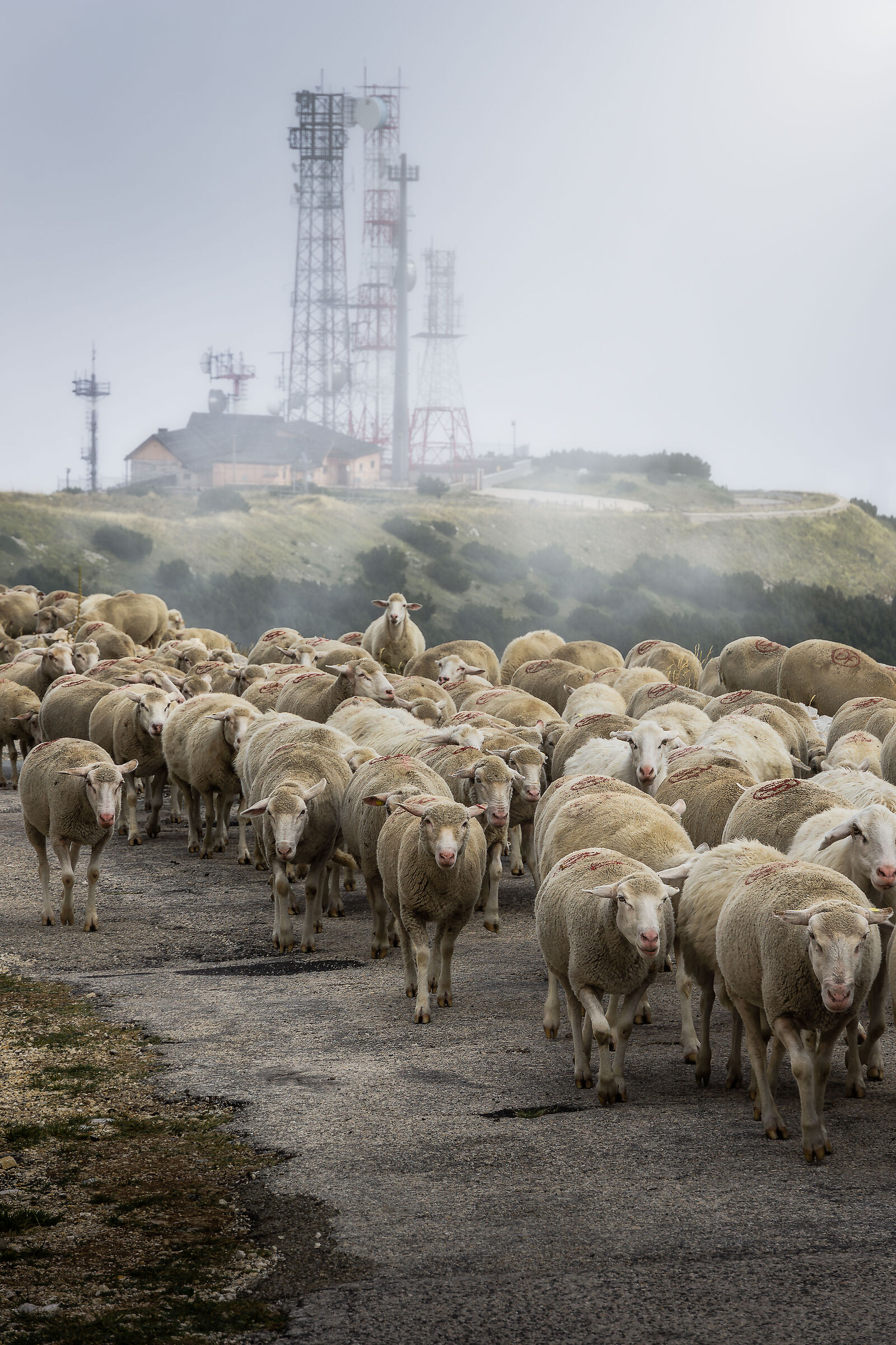 Gregge al Rifugio Pomilio