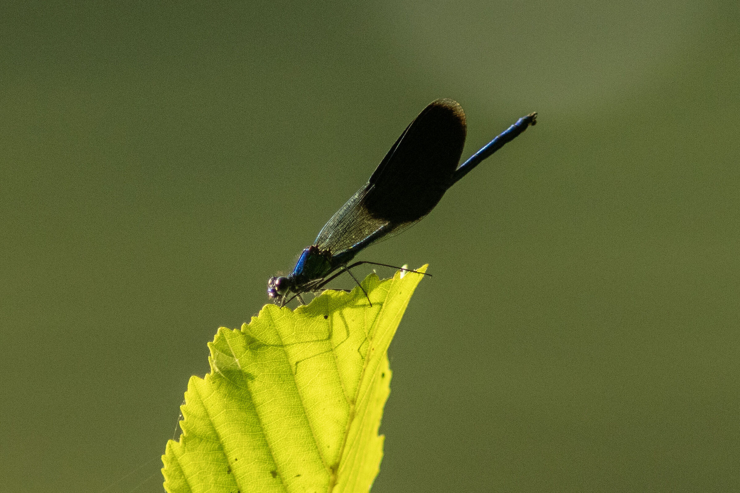 Damselfly 4