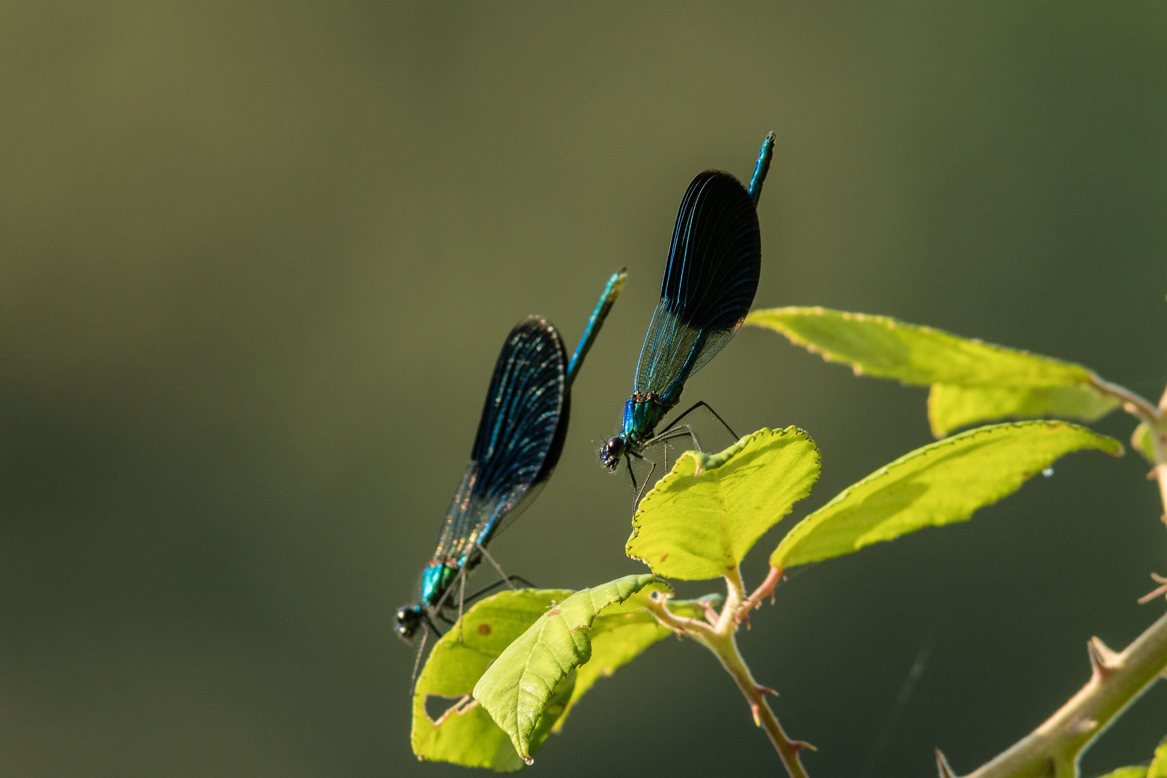 Damselfly 5
