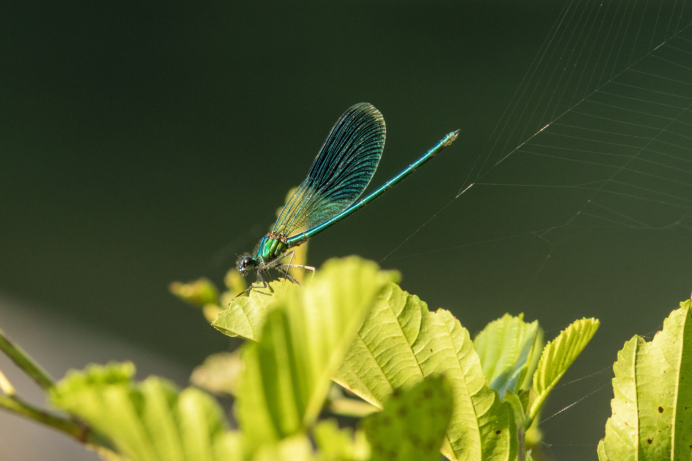 Damselfly 6