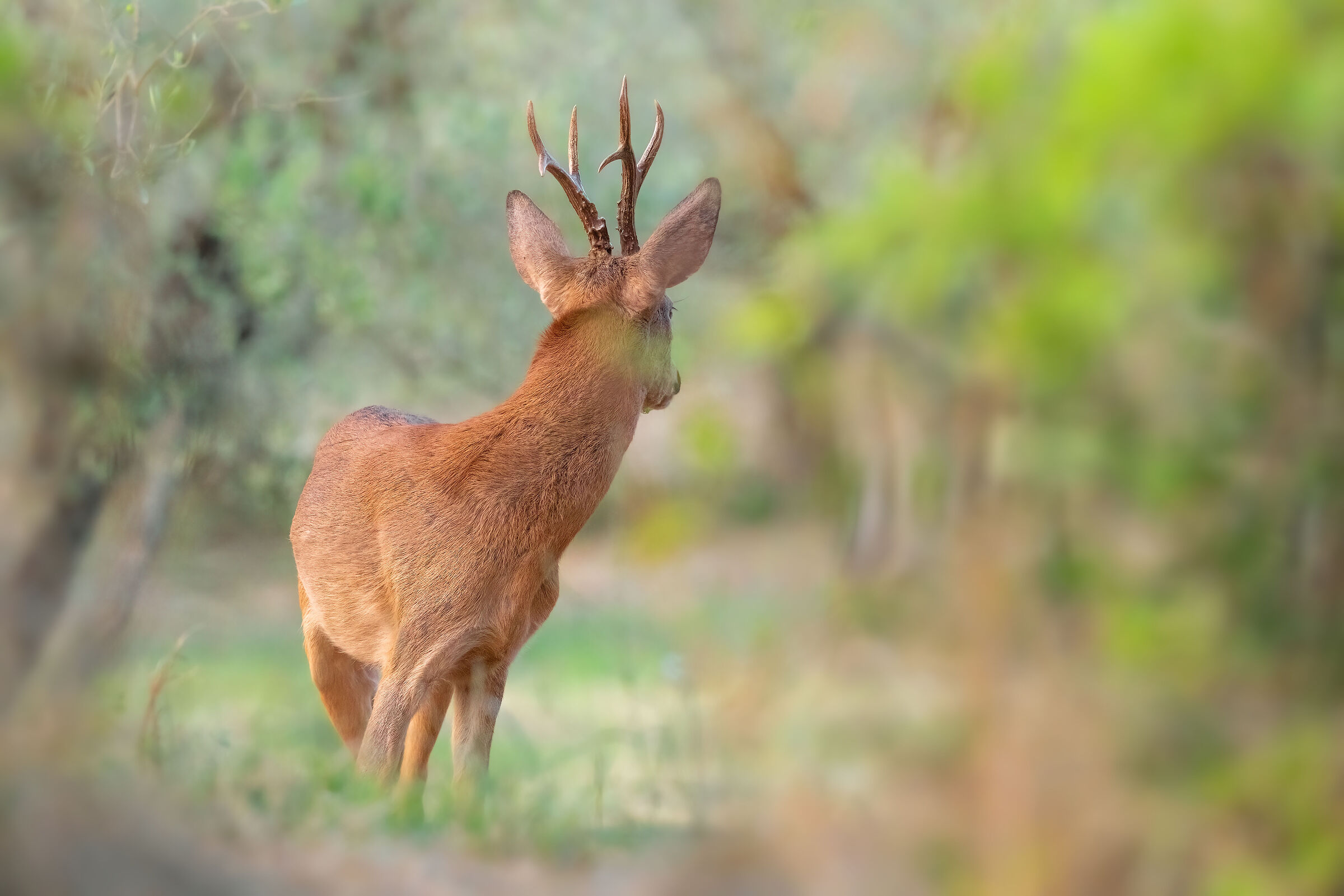 Roe deer m. | Capreolus capreolus