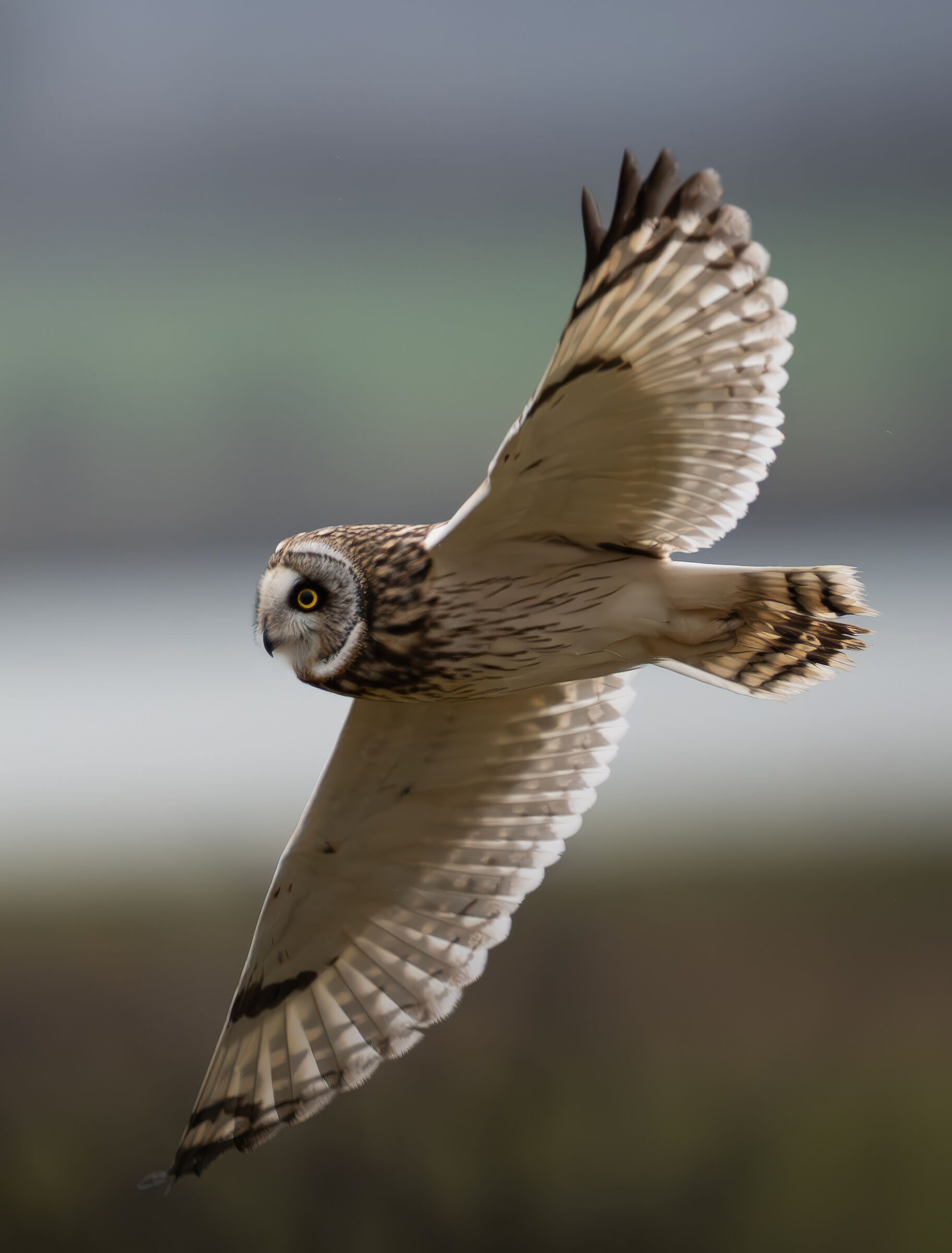 Swamp owl in flight