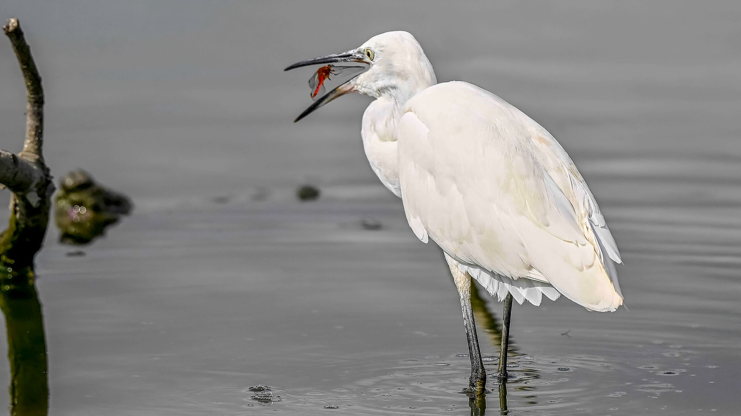 Mai volare vicino alle Garzette!!