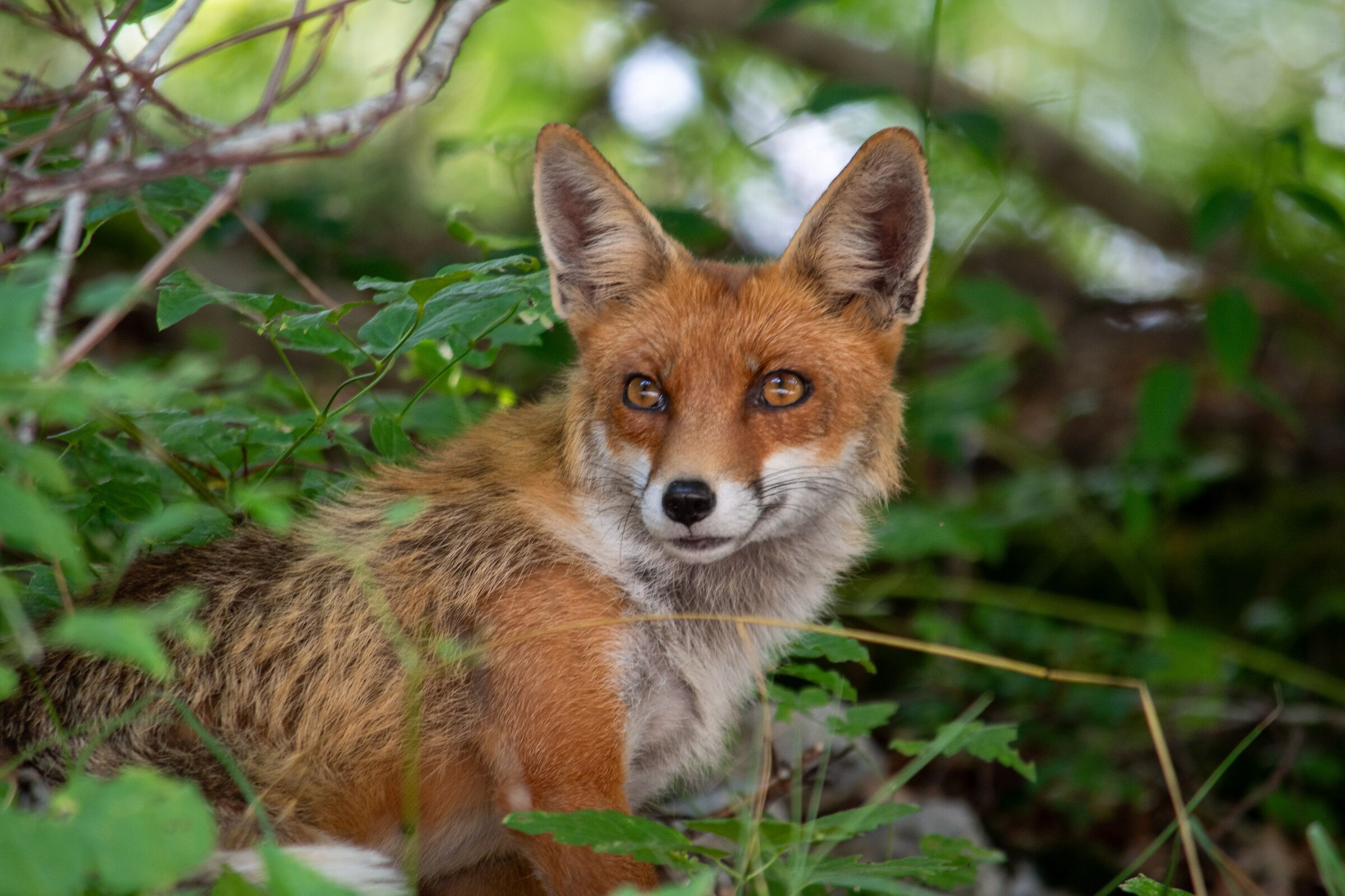 Fox