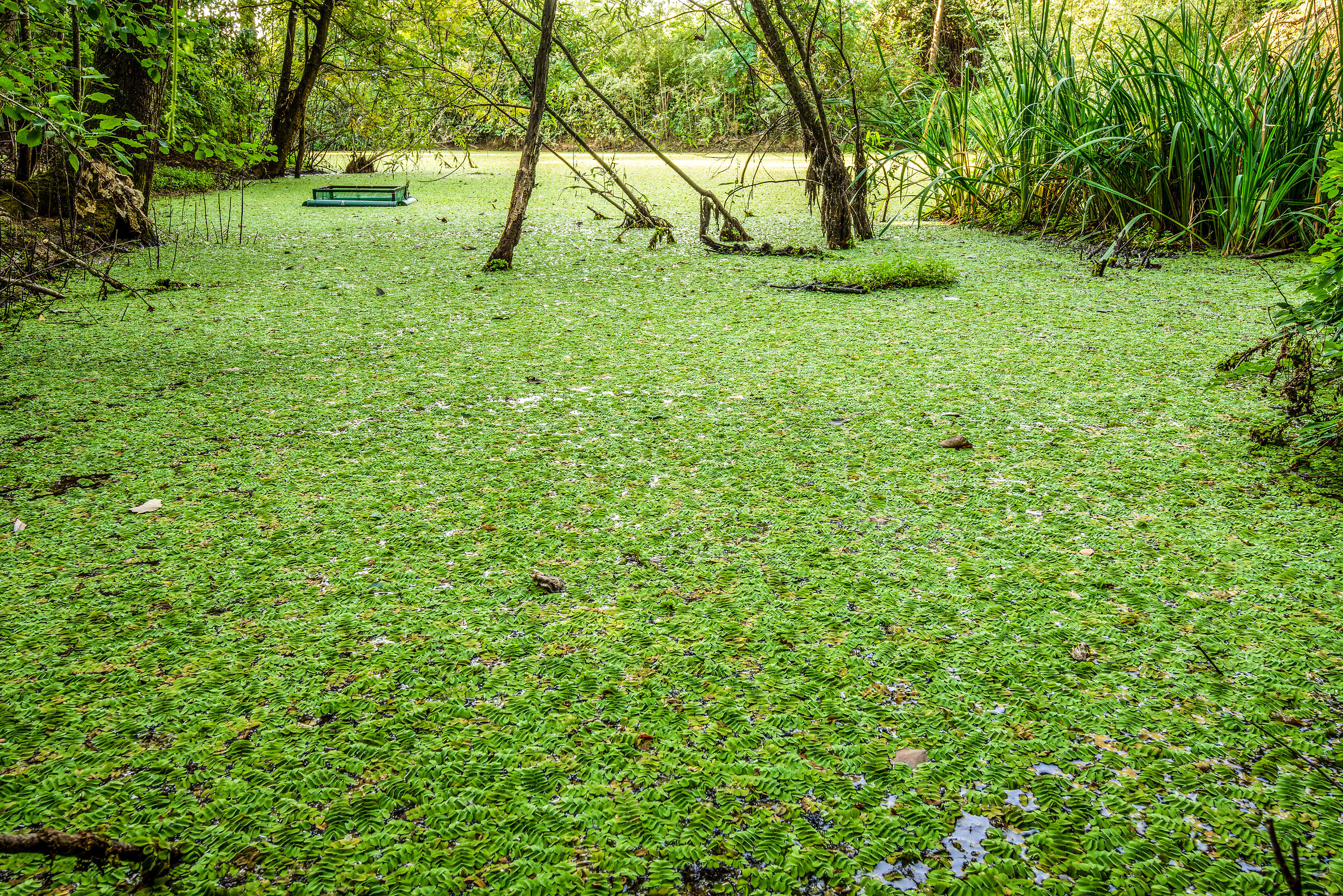 Salvinia Natans
