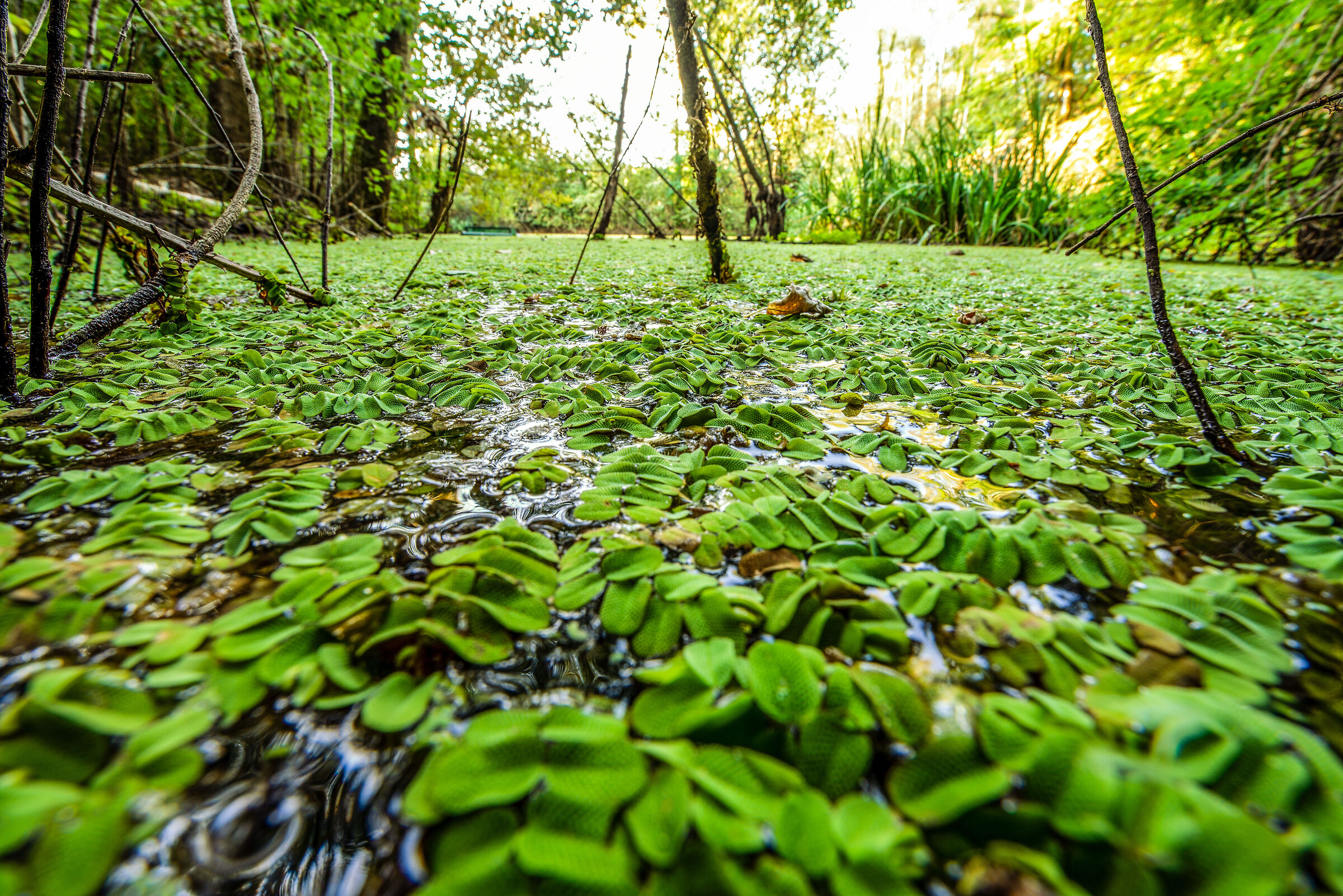 Salvinia Natans 2