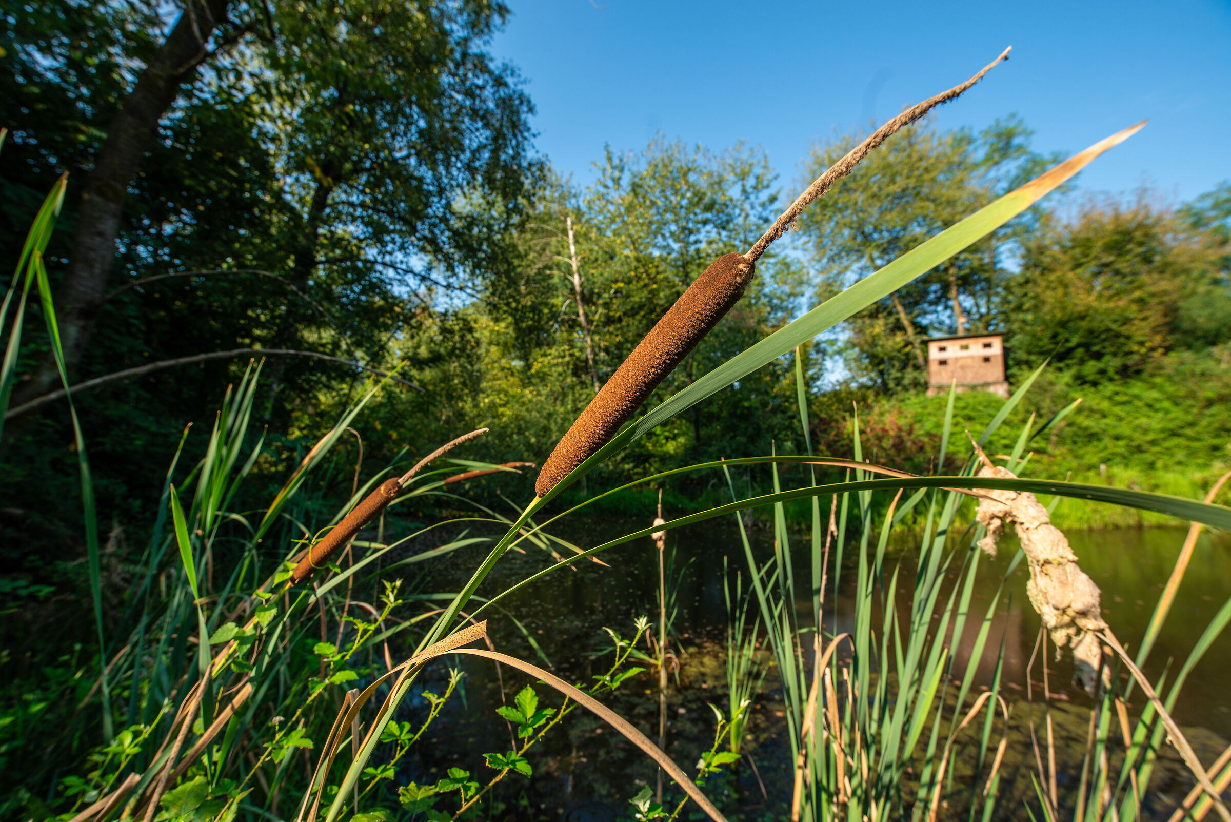 Typha Latifolia