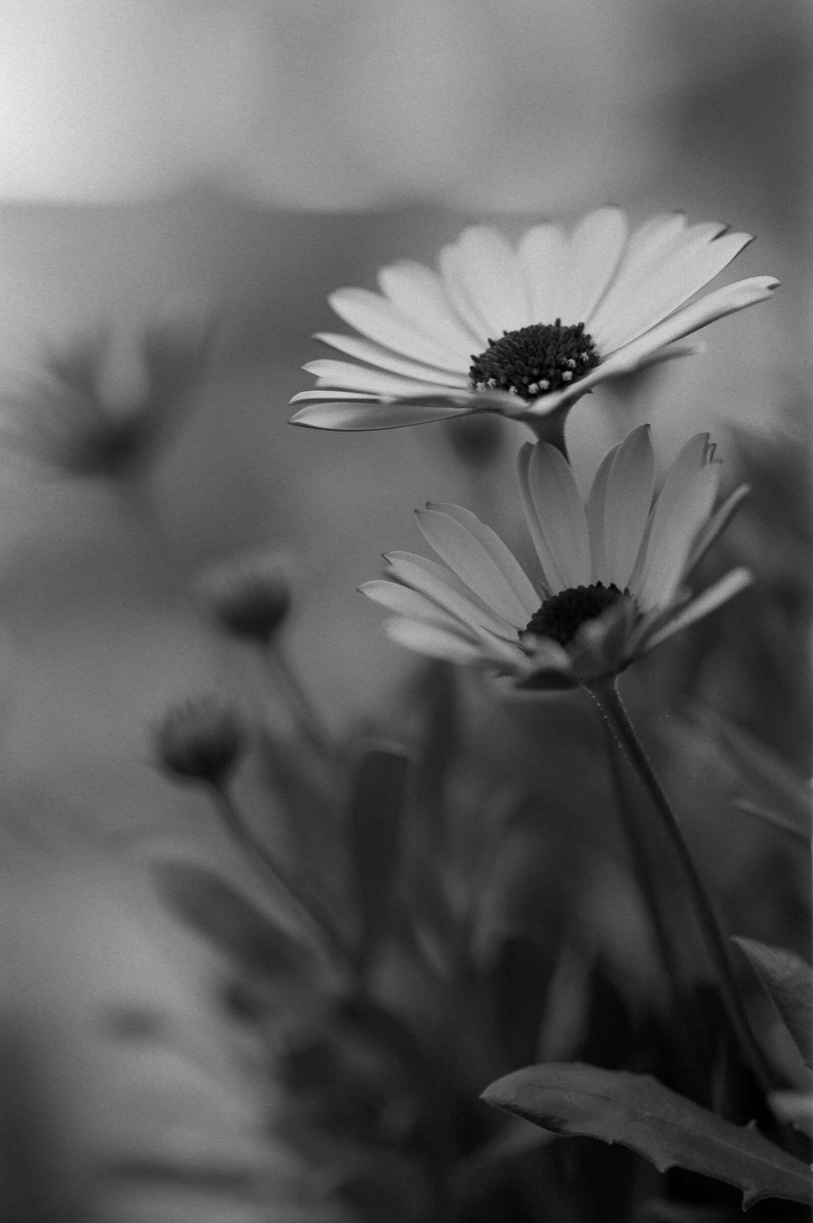 leica r6-2
