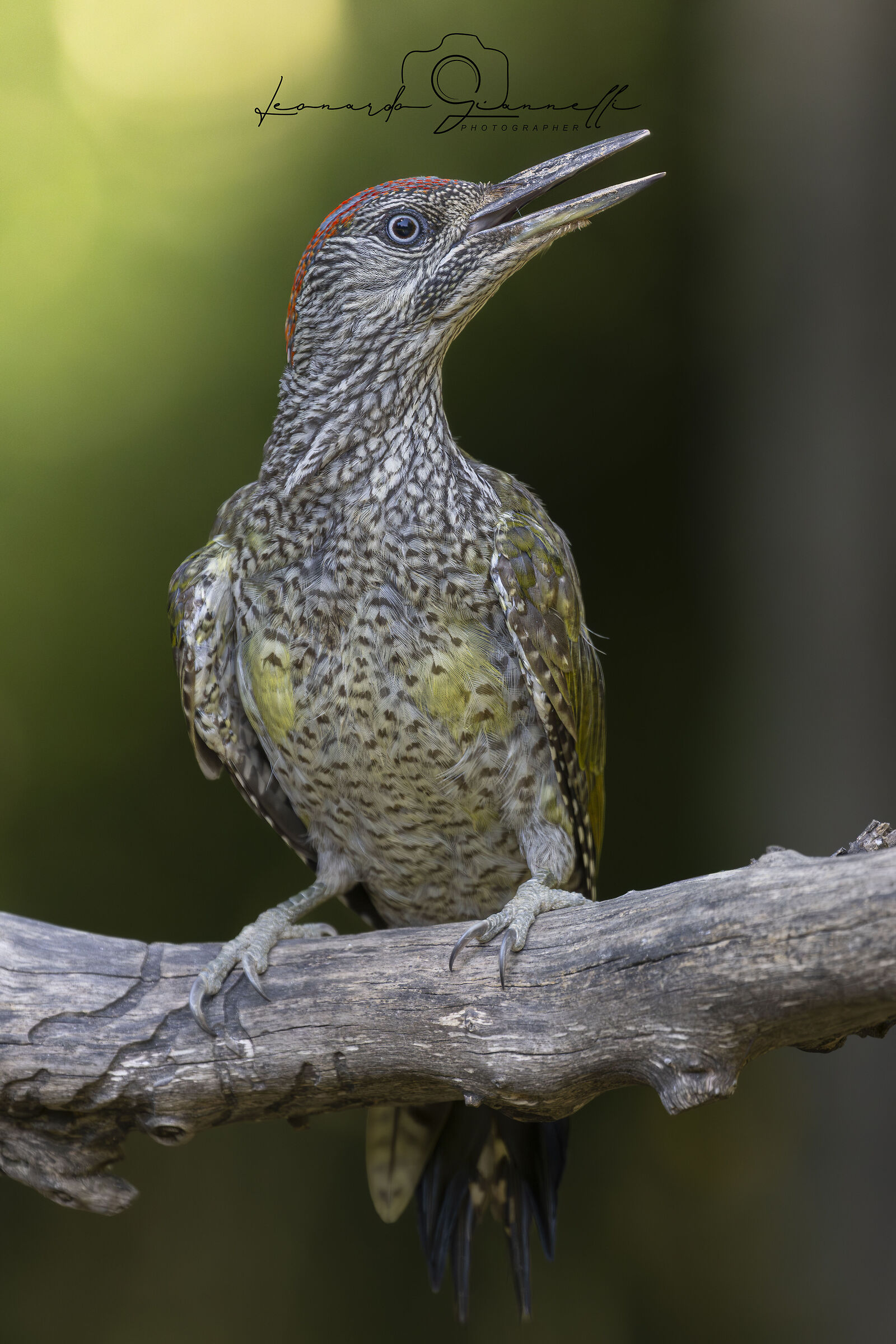 Green Woodpecker (Picus viridis)