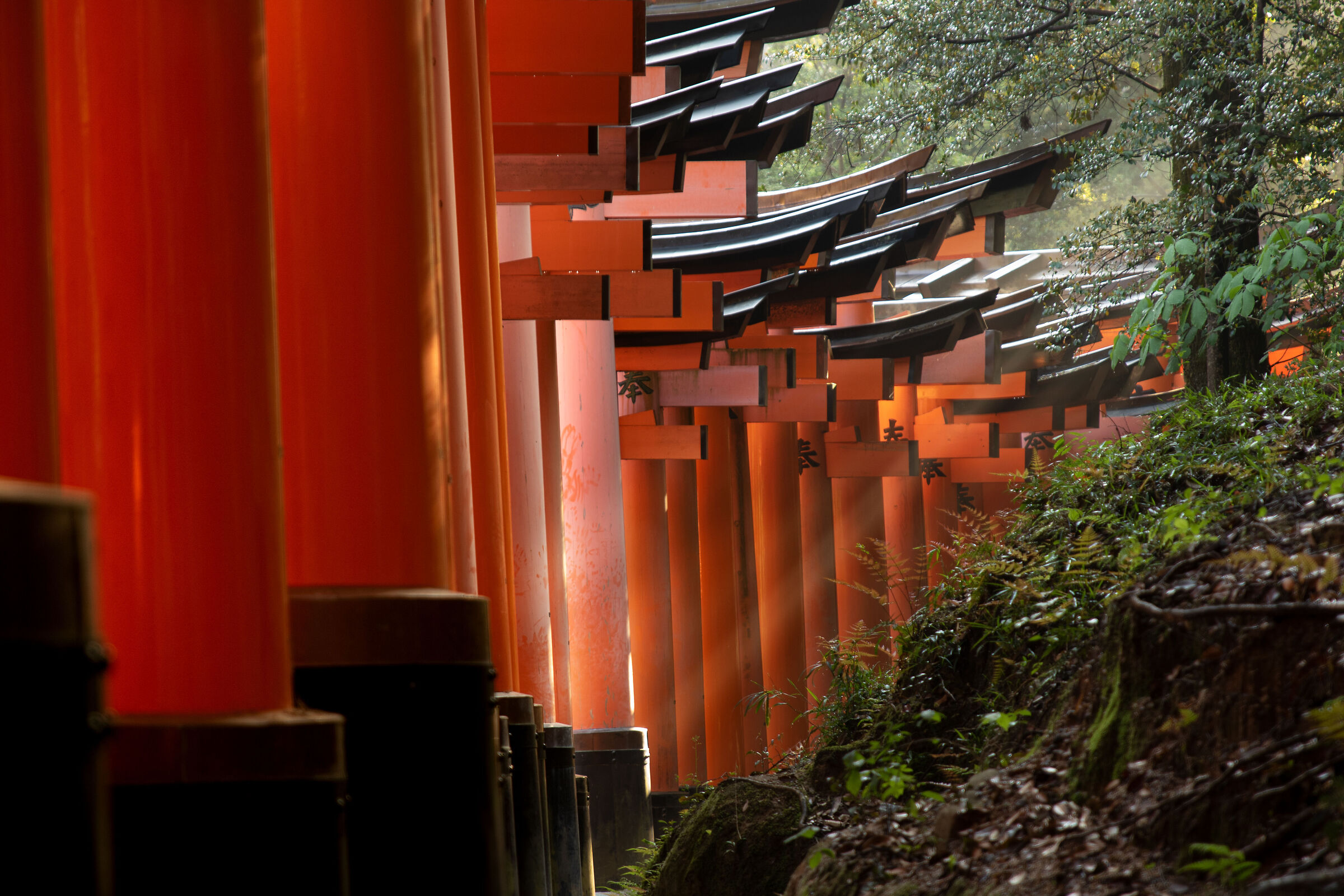 Fushimi Inari_2