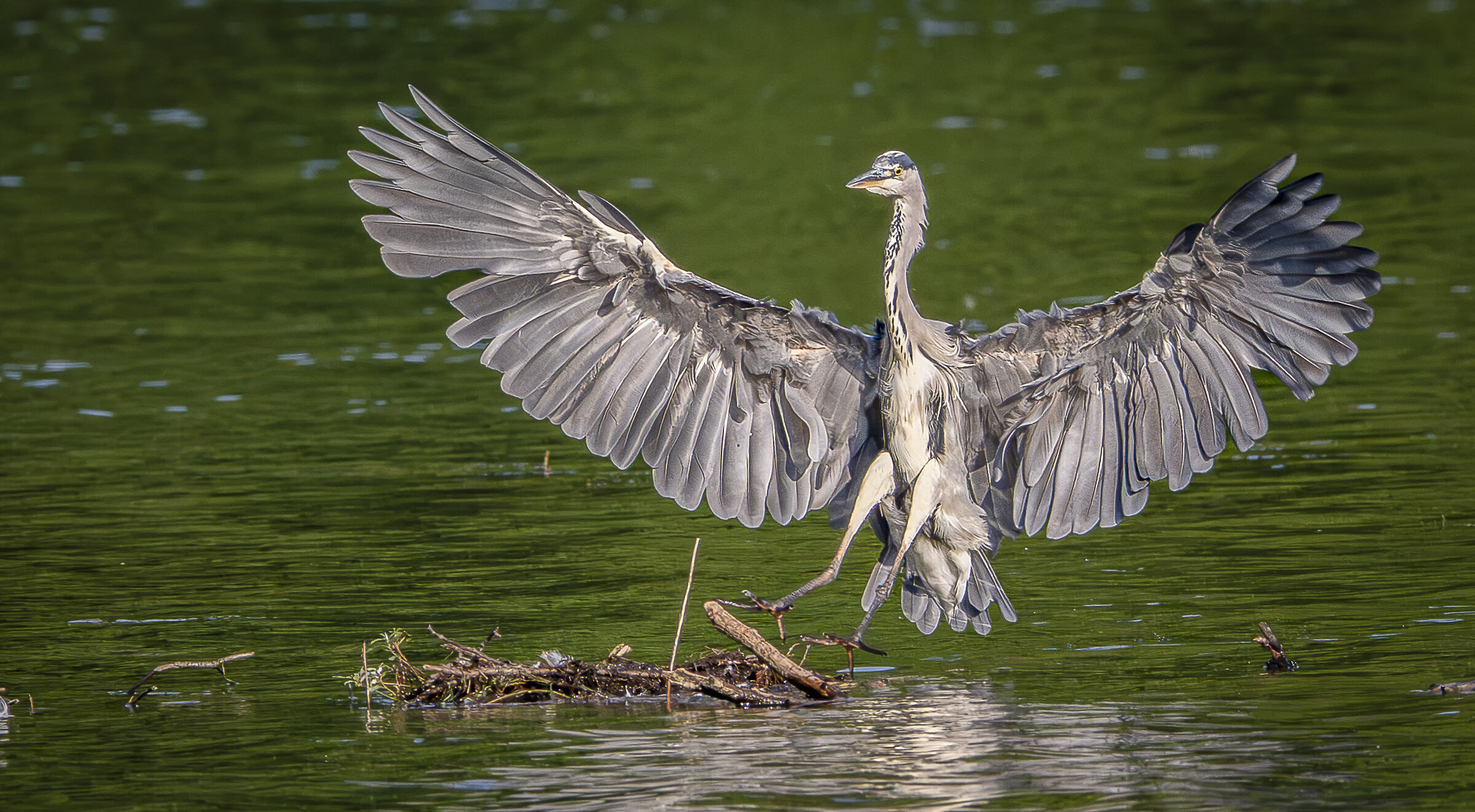 Grey heron