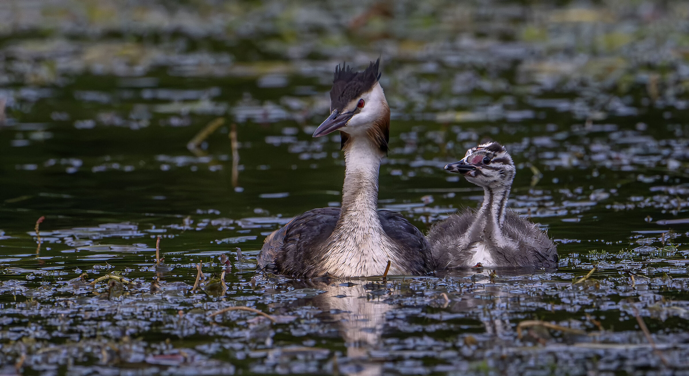 Grebes