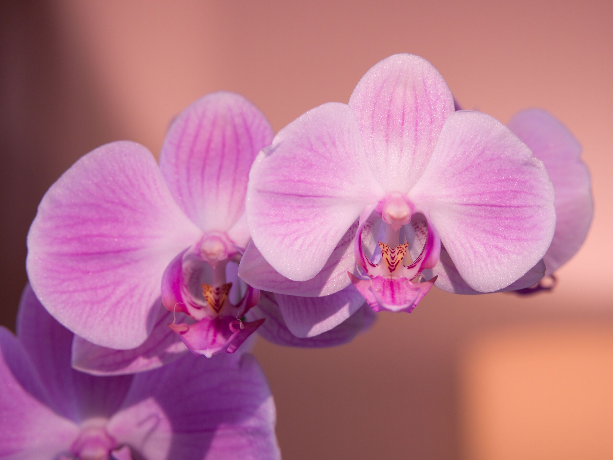 Phalaenopsis orchid