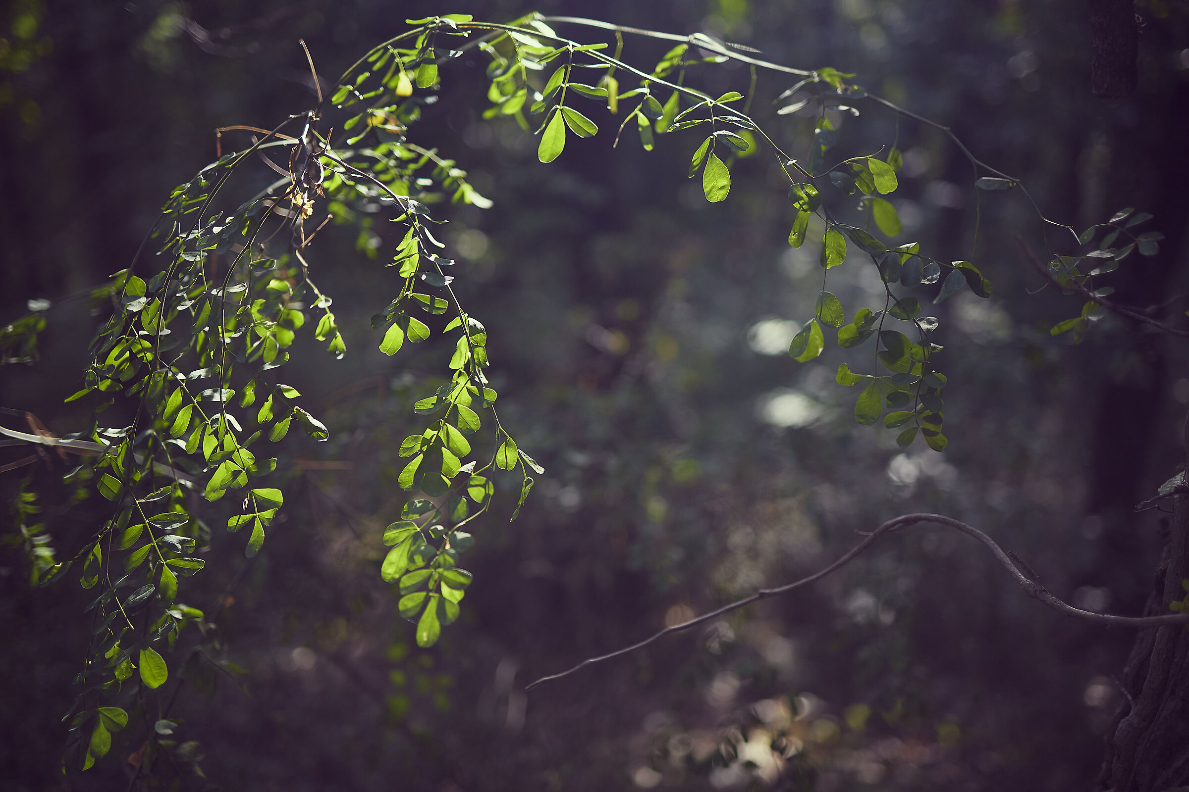 St. Christopher's Wood
