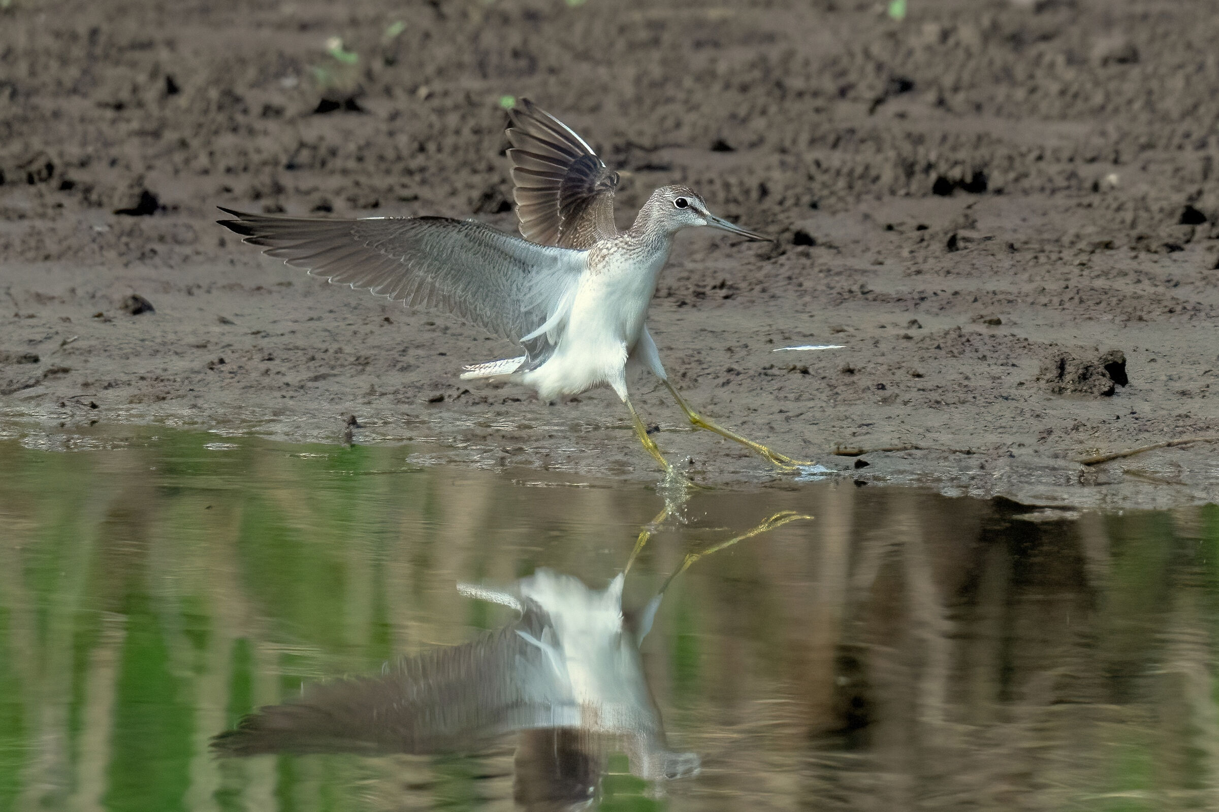 Common Greenshank (Tringa nebularia)
