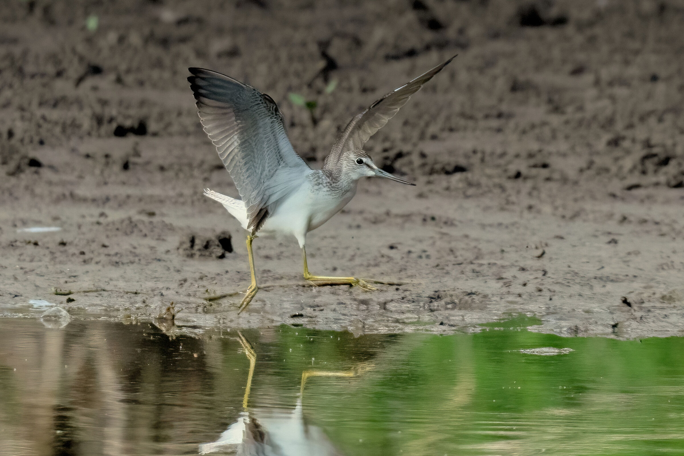 Common Greenshank (Tringa nebularia)