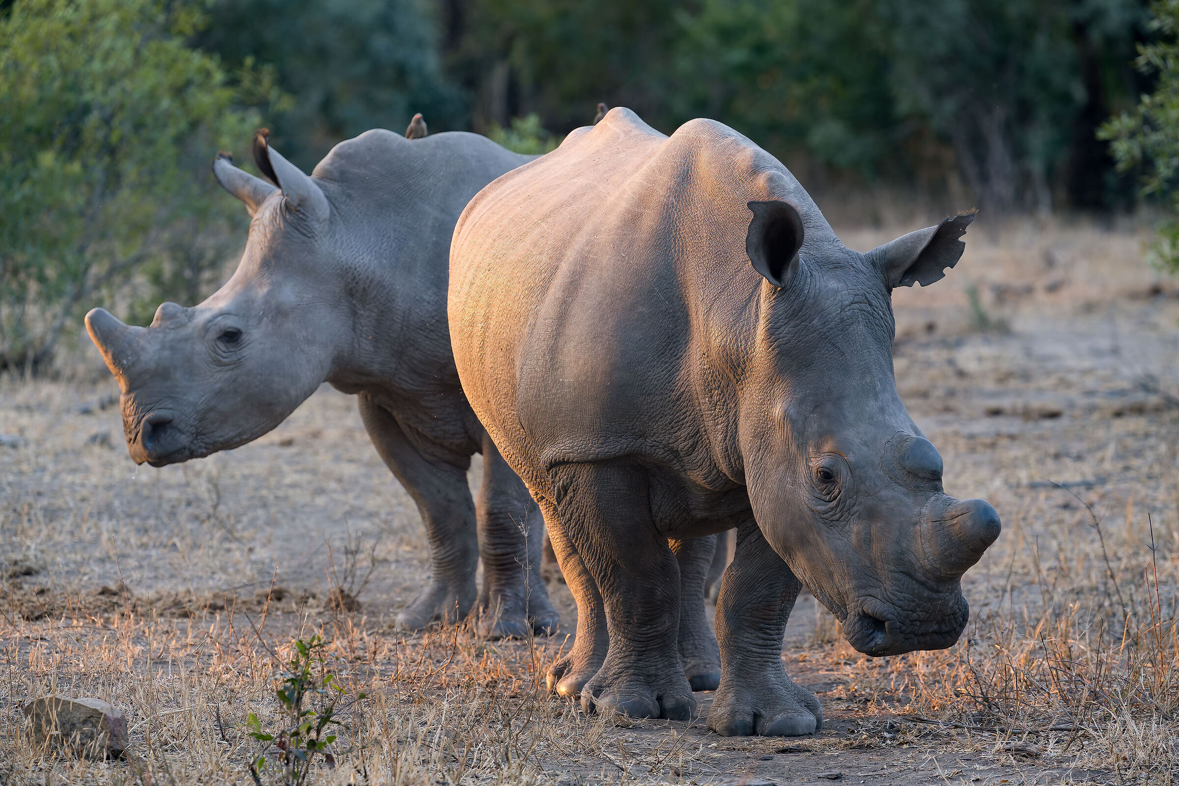 White Rhino - Kruger National Park
