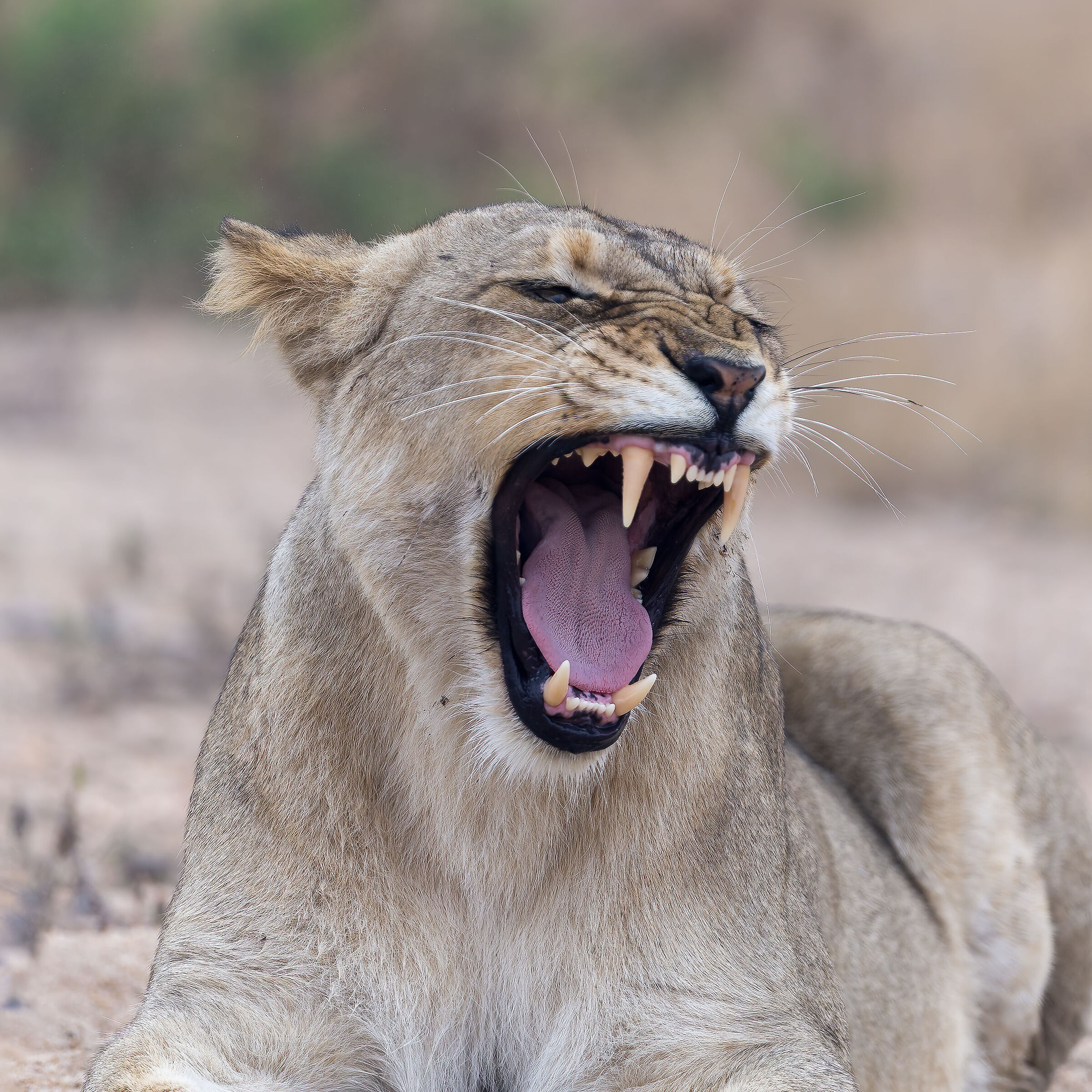 Lioness - Kruger National Park