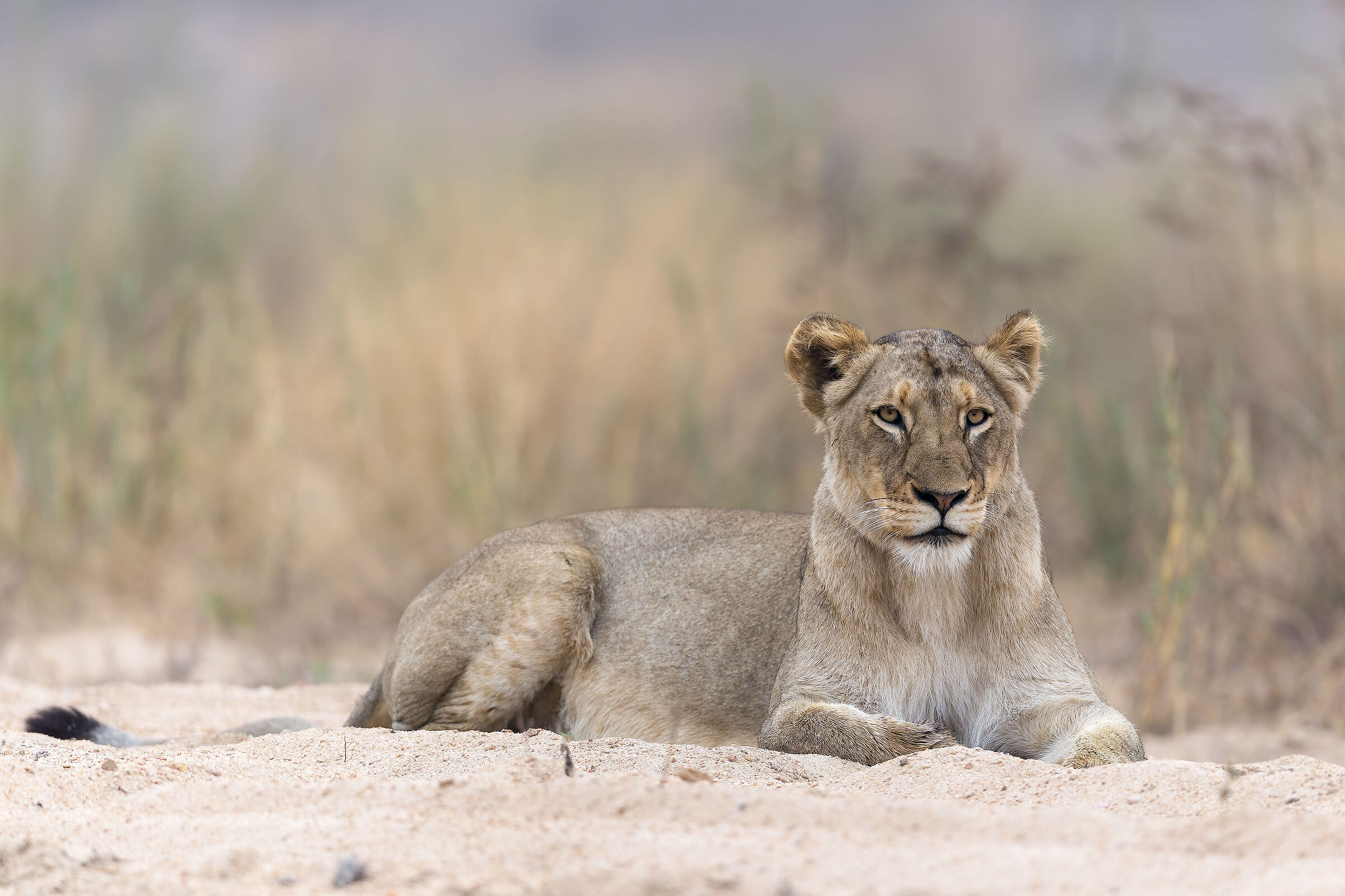 Lioness - Kruger National Park