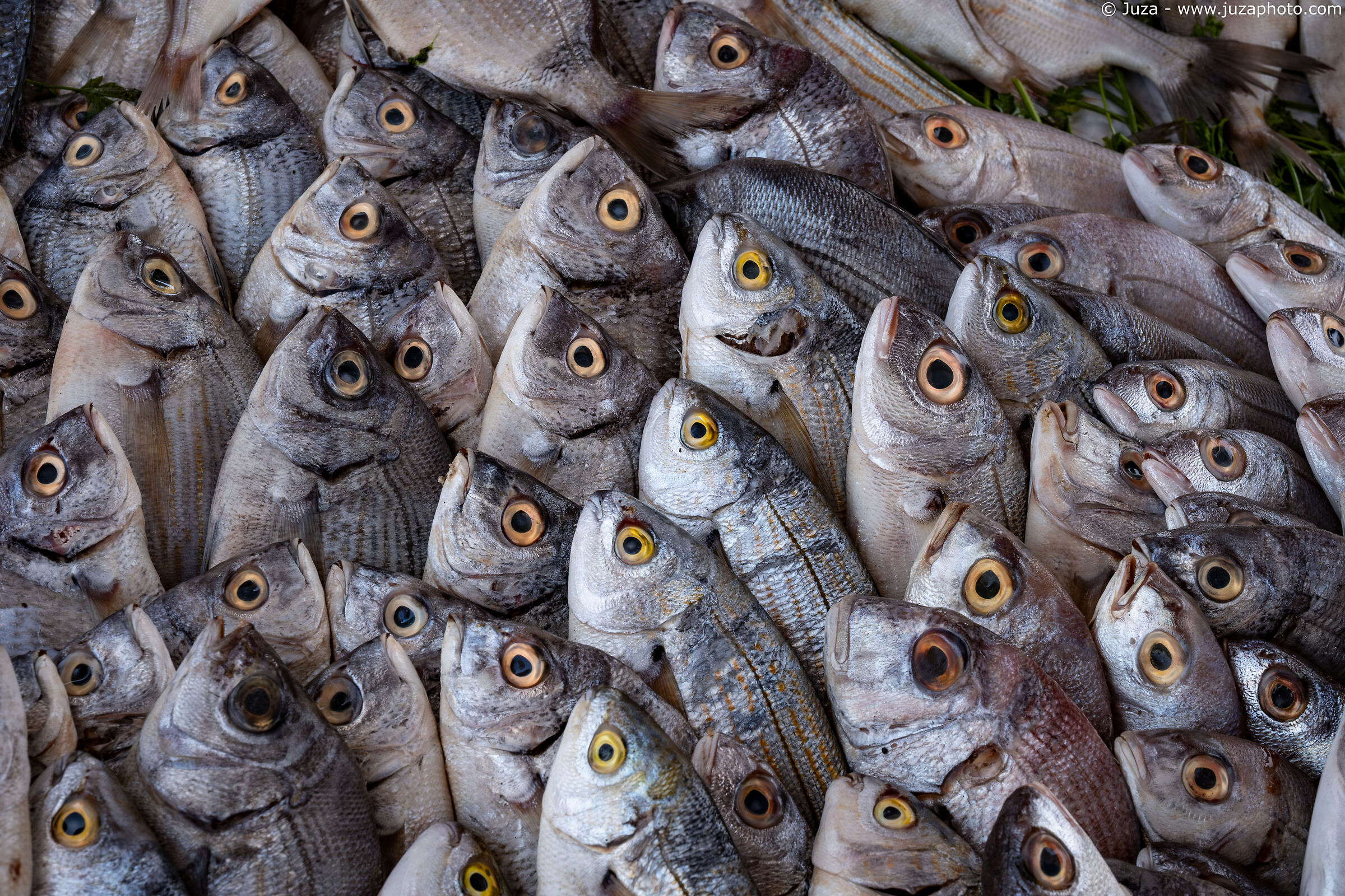 Mercato del pesce, Essaouira