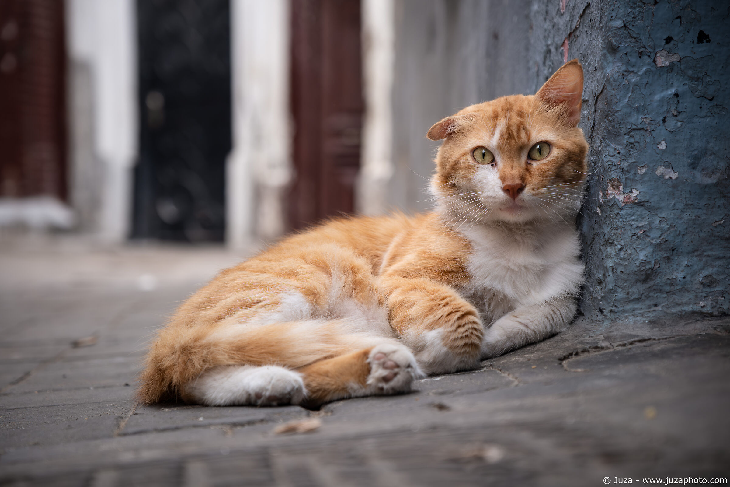 Un gatto a Casablanca