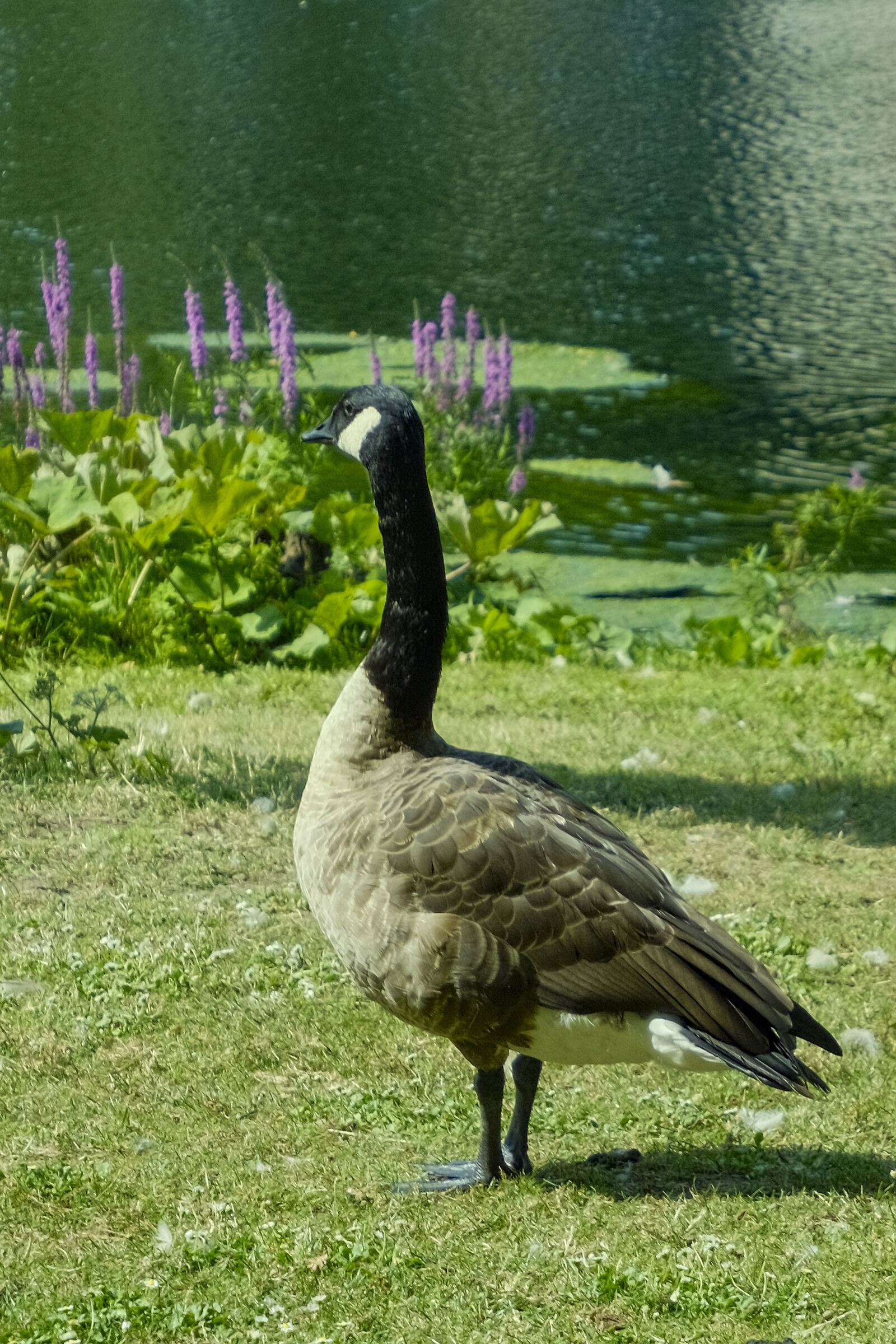 Canadian Goose