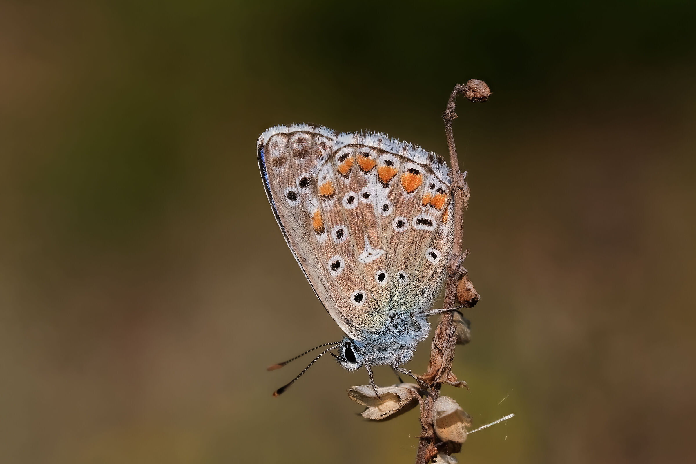 Polyommatus icarus