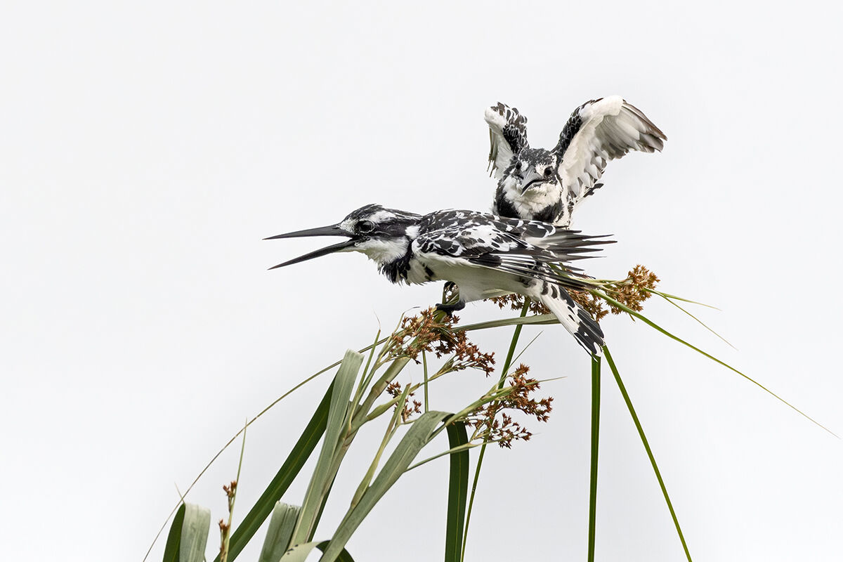 Martin pescatore bianco e nero