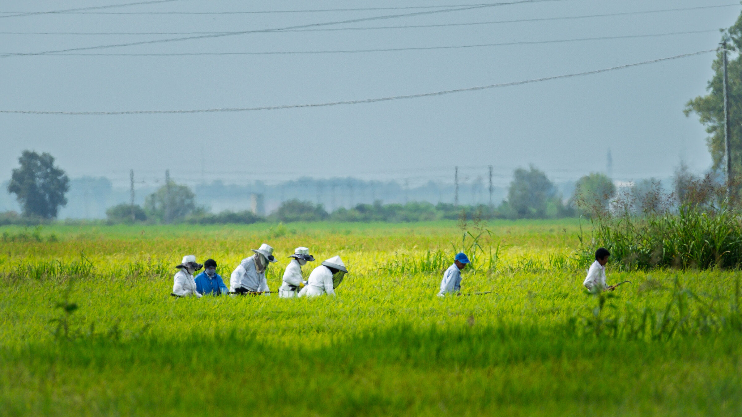 The hard work in the rice fields of the new millennium ...