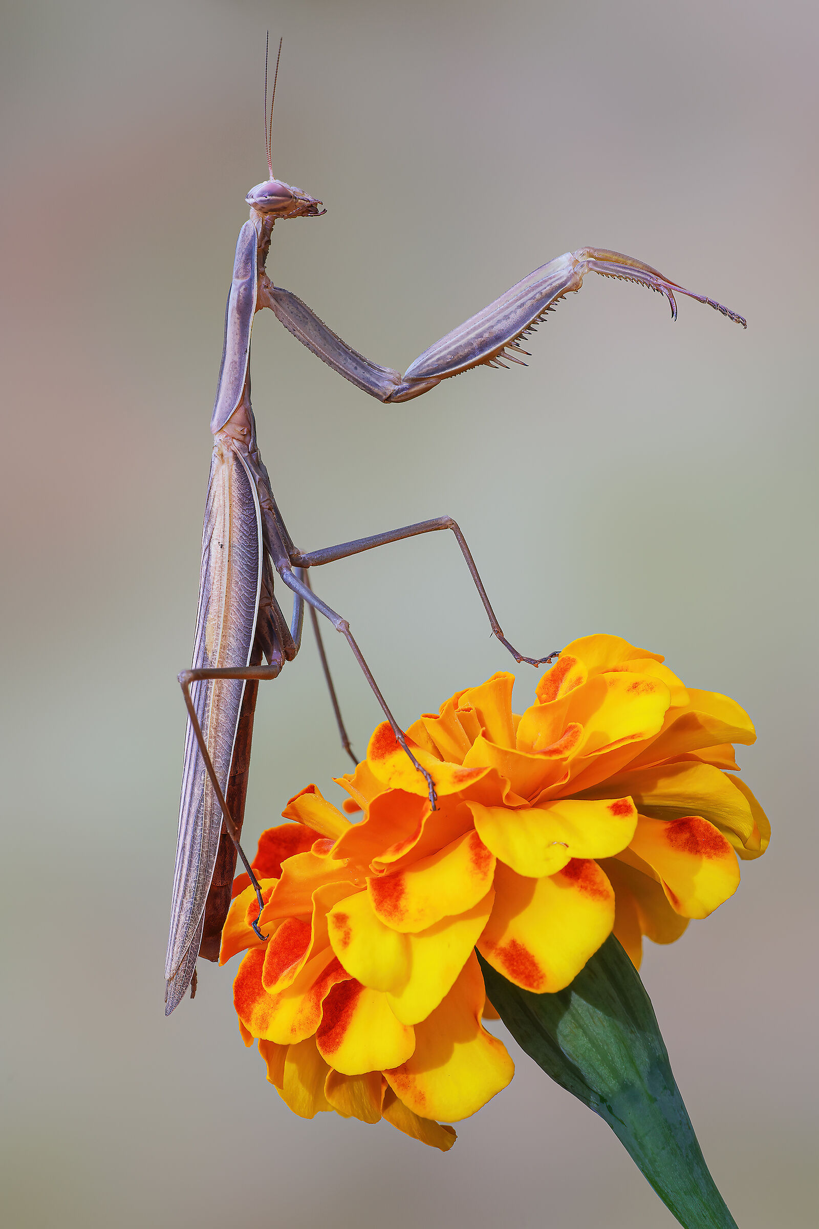 Mantises Time