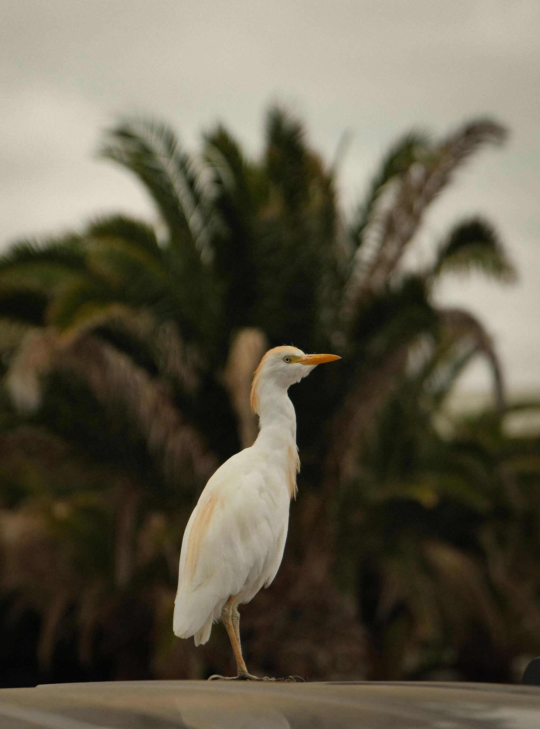 Heron Oxen Guard