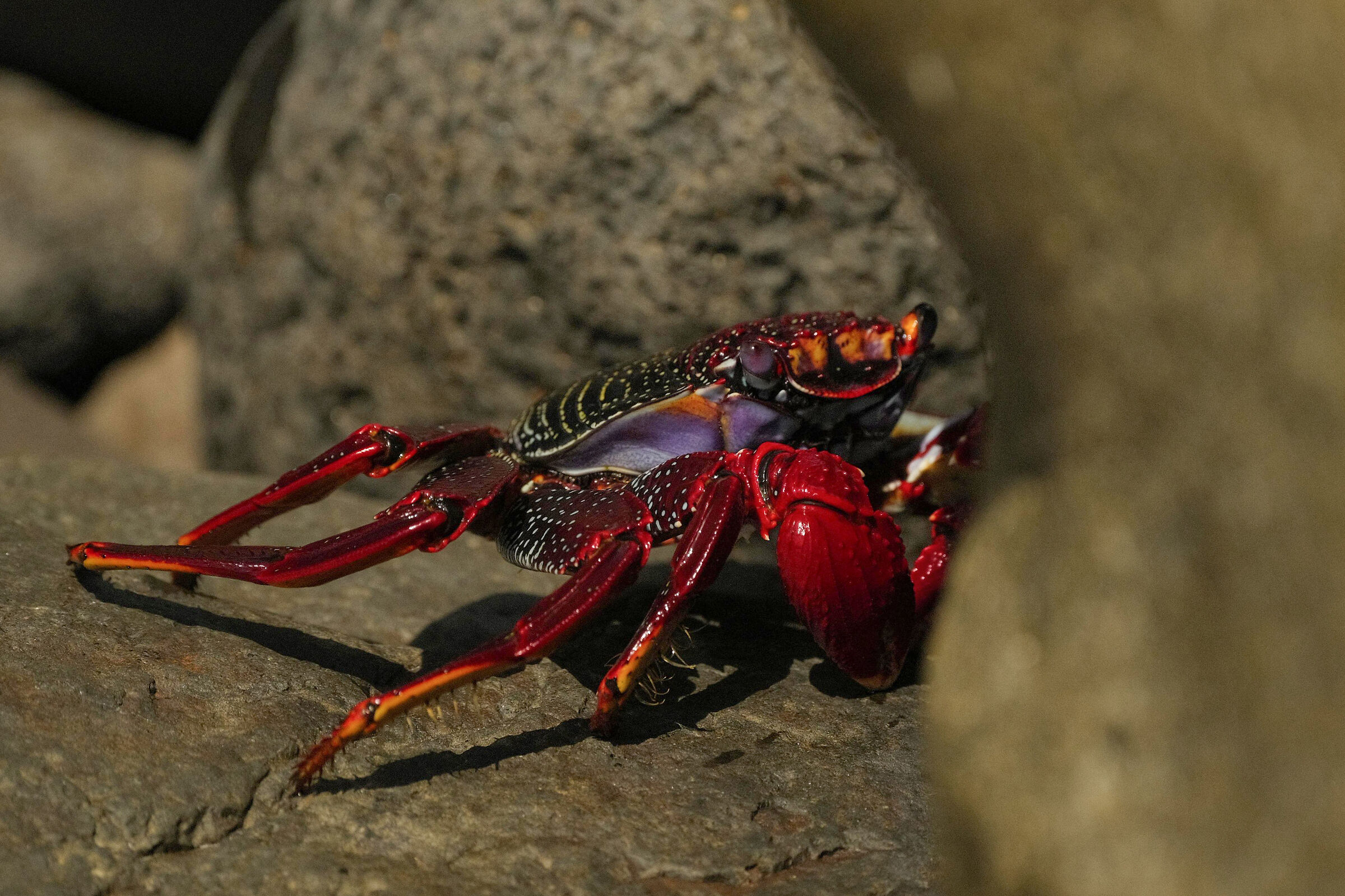 Canary Island red crab