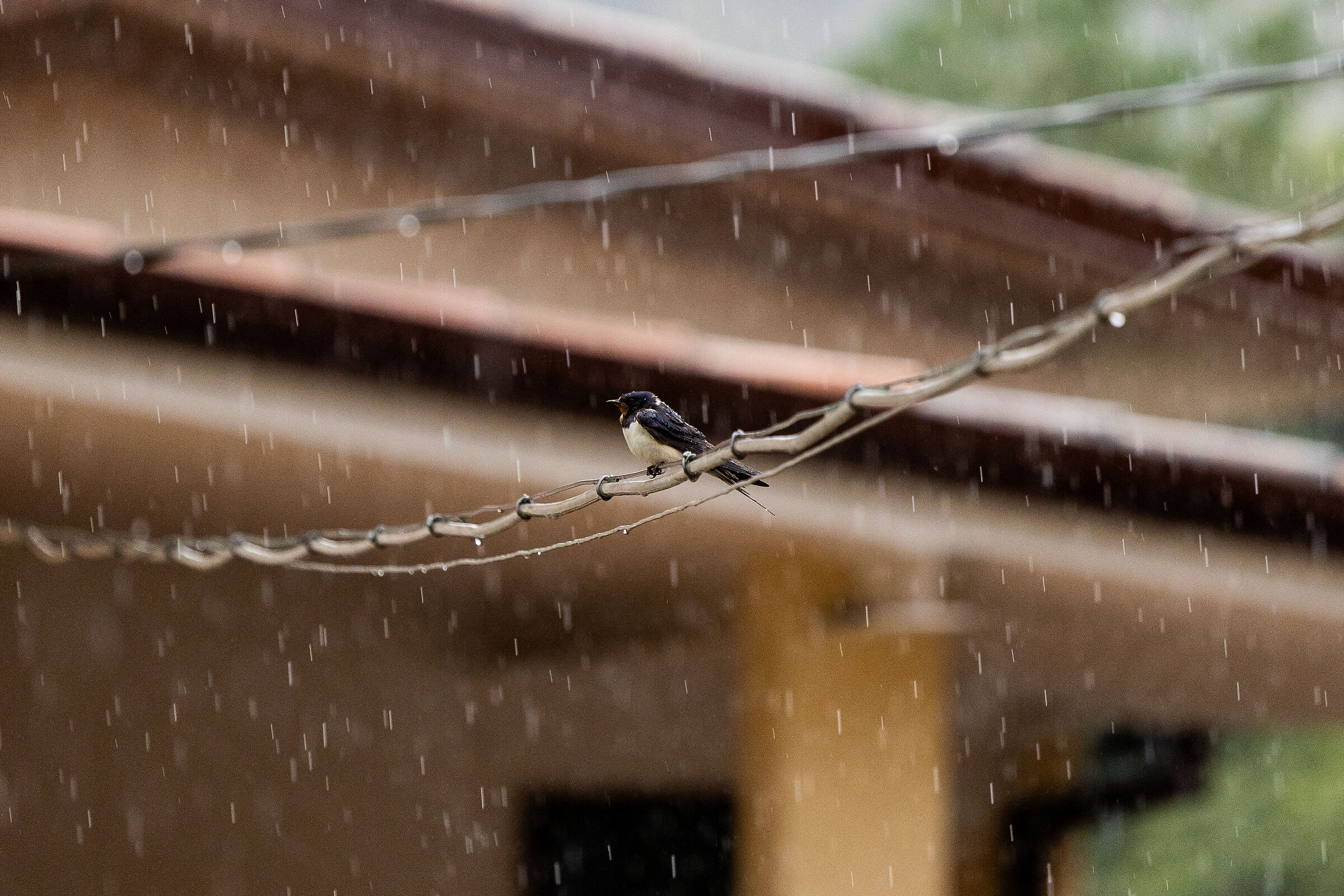 The Swallow's Shower