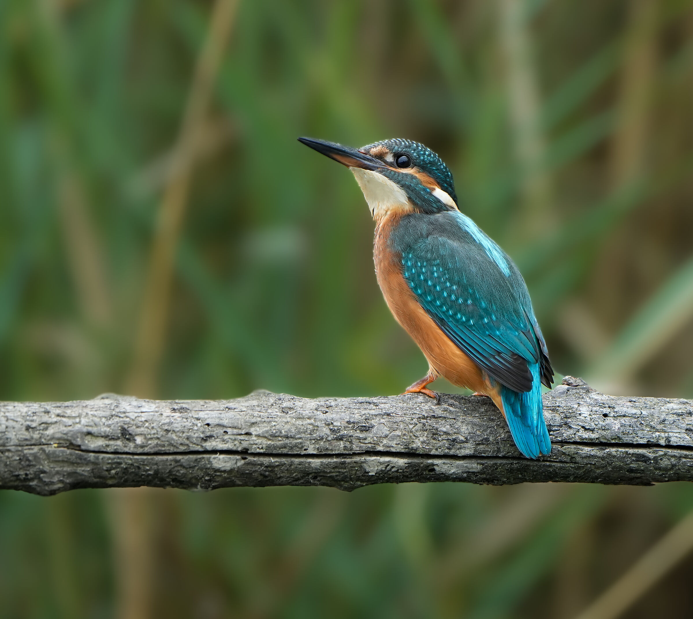 I colori sgargianti del Martin pescatore