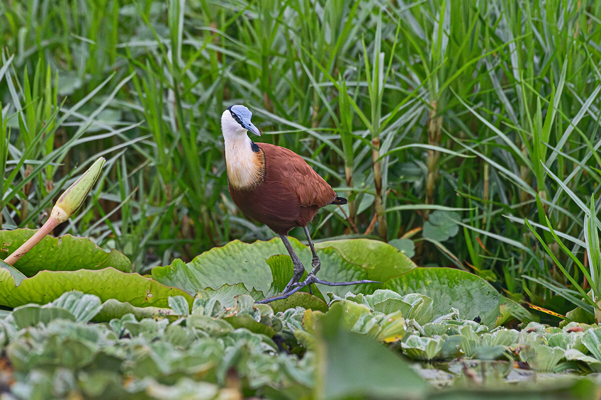 Jacana