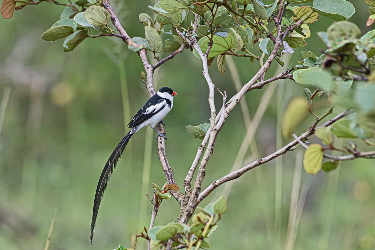 Vedova dalla coda a spilli
