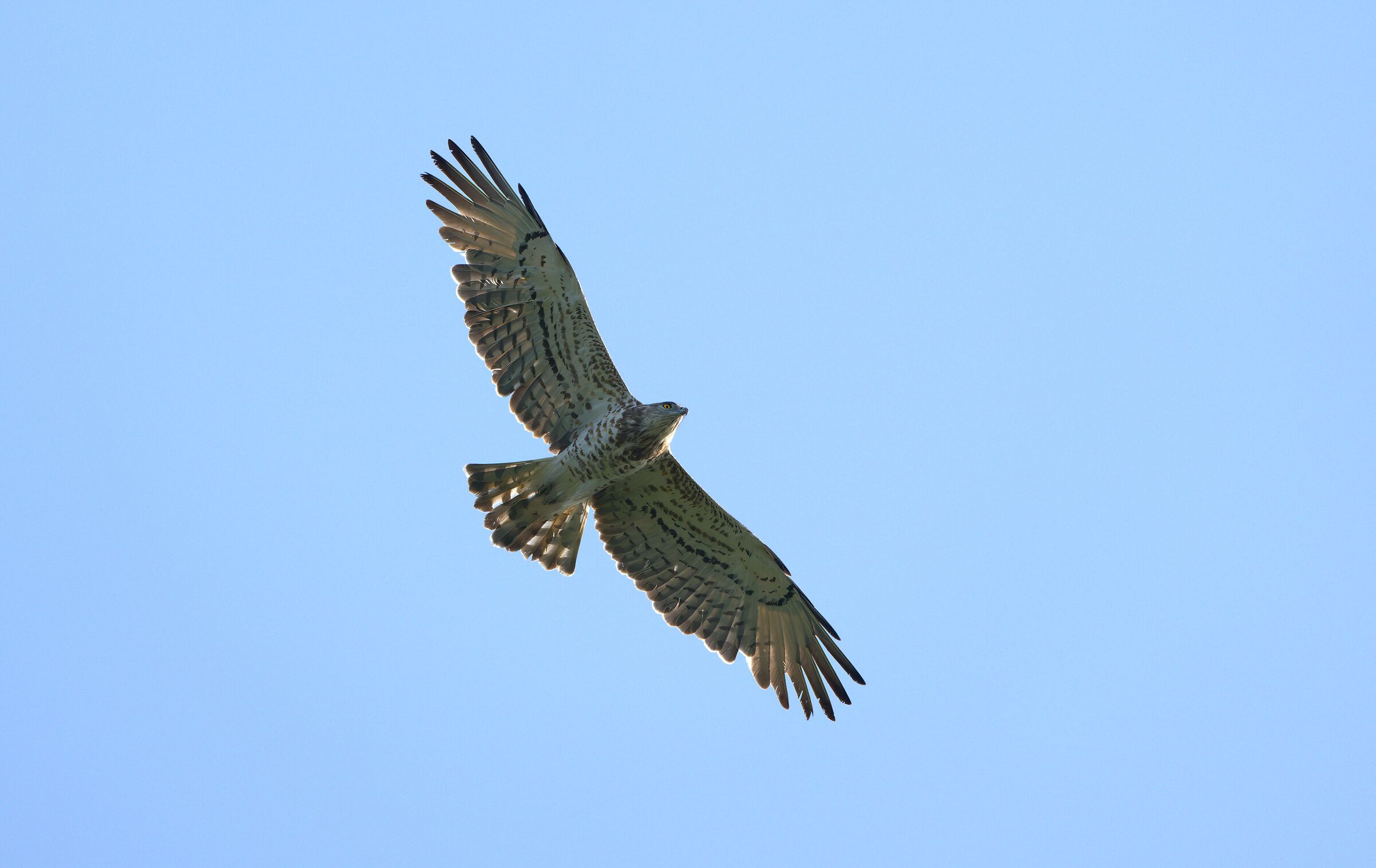 Harrier eagle
