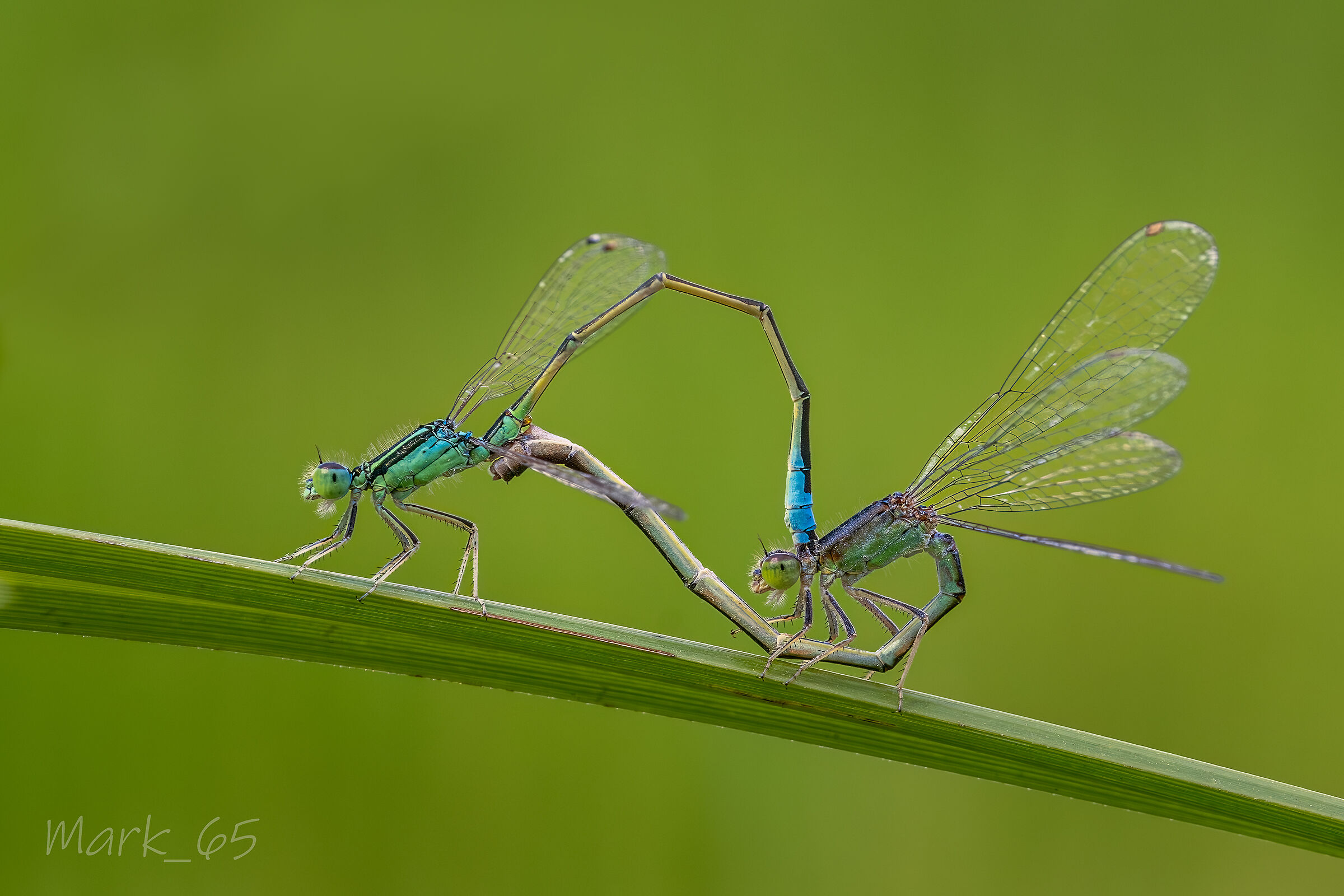 enallagma cyathigerum