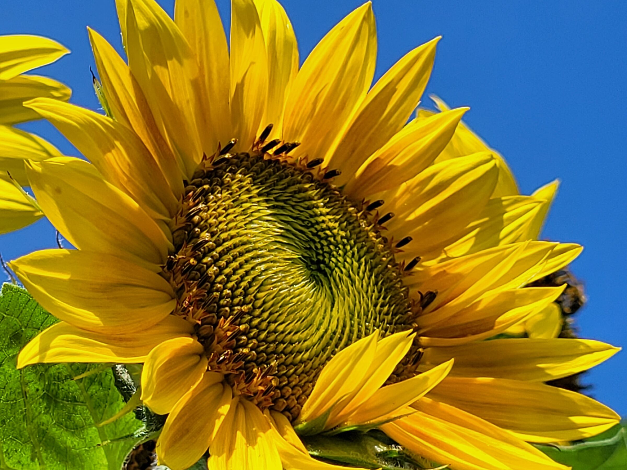Sunflower on an August day